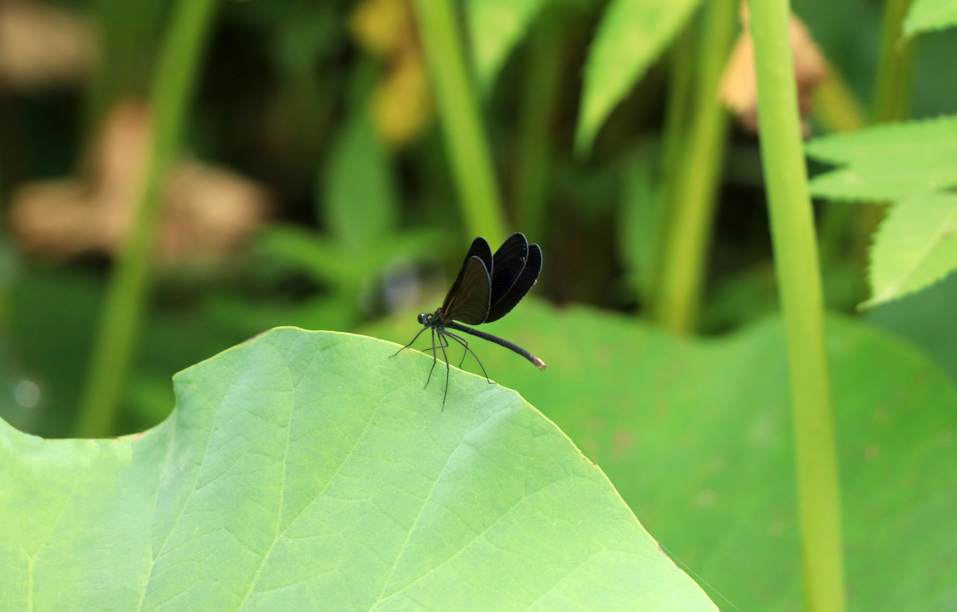 Ein schwarzer Schmetterling sitzt auf einem grünen Blatt