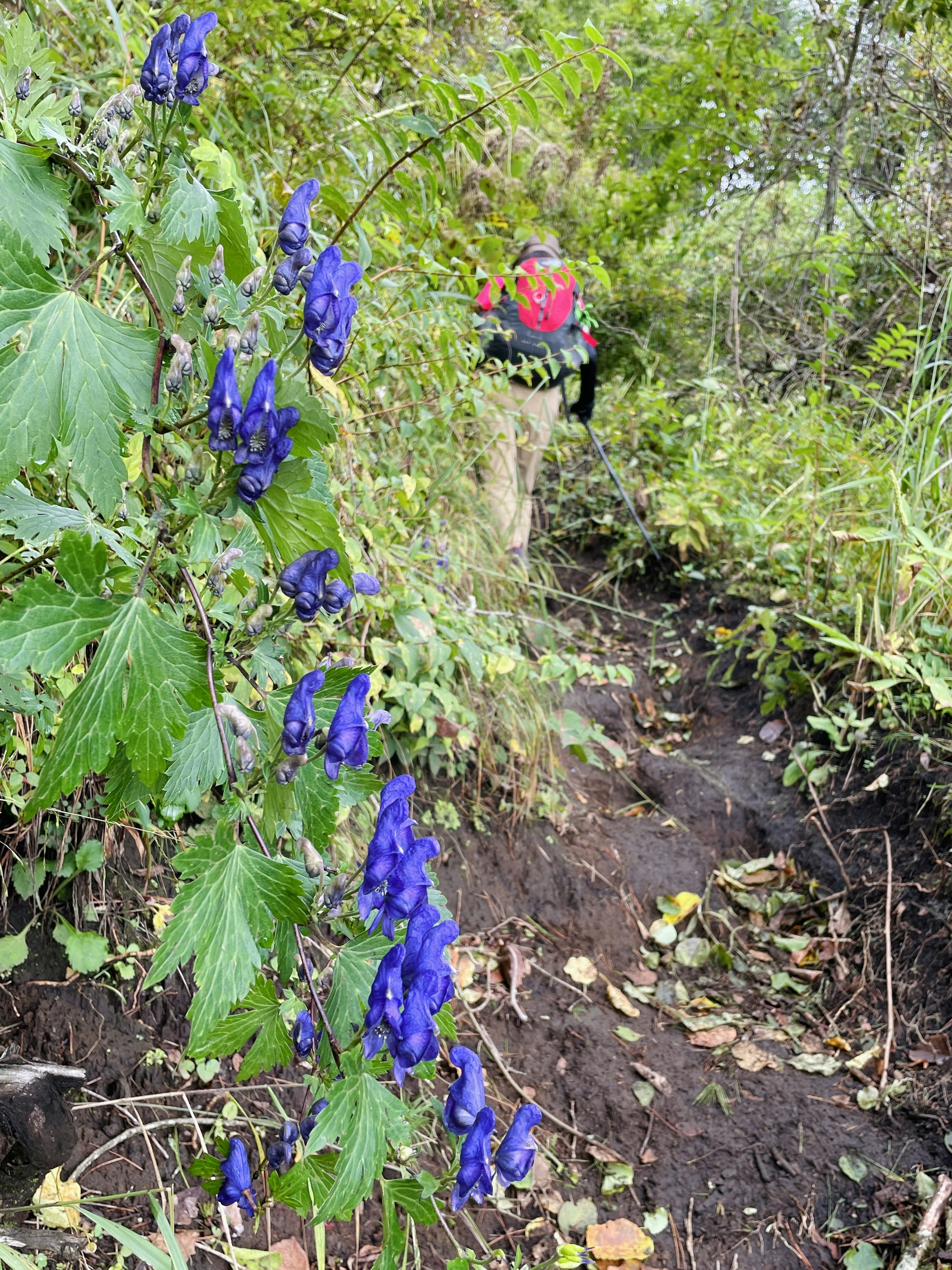 Person walking along a path with purple flowers