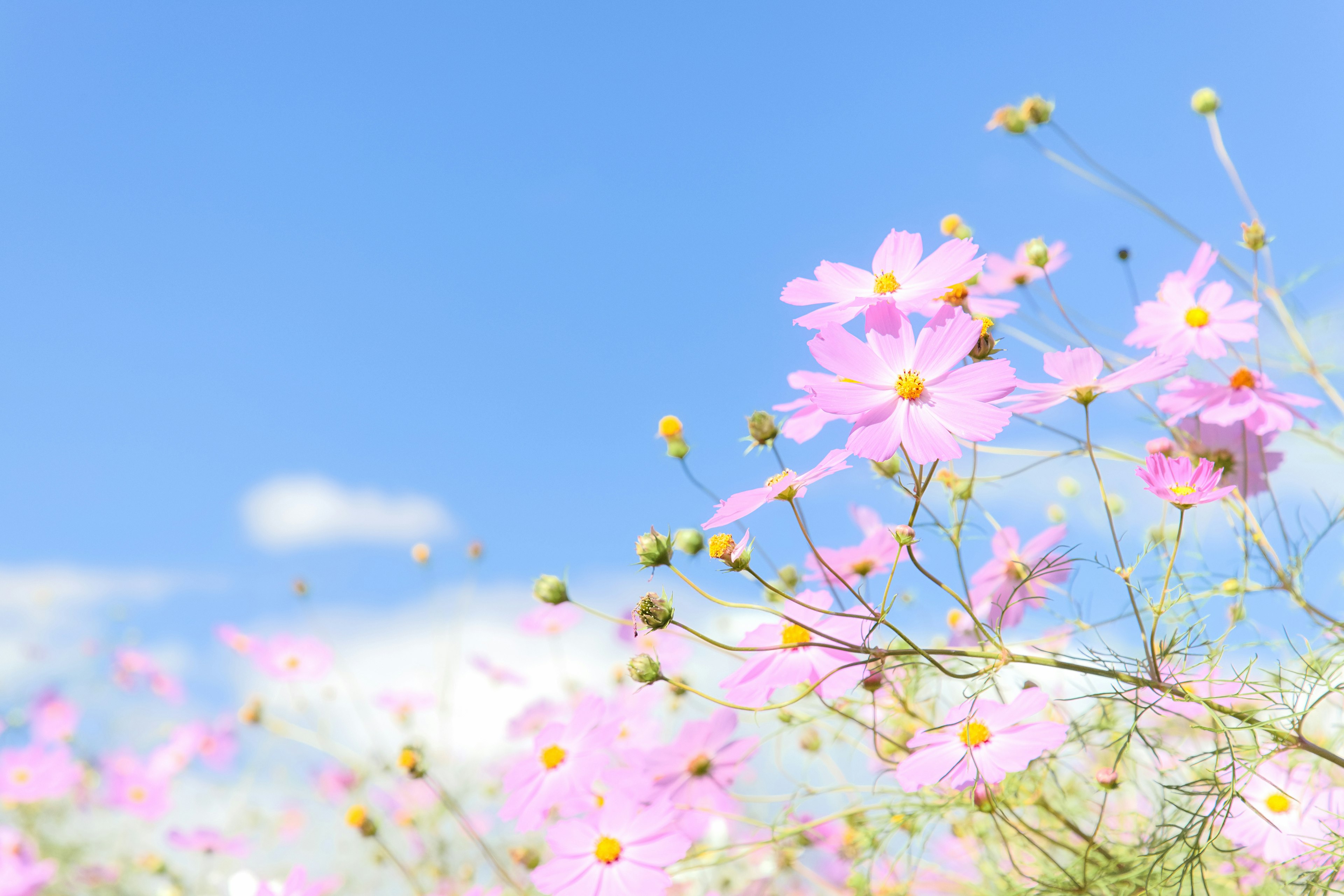 Field of pink cosmos flowers against a blue sky