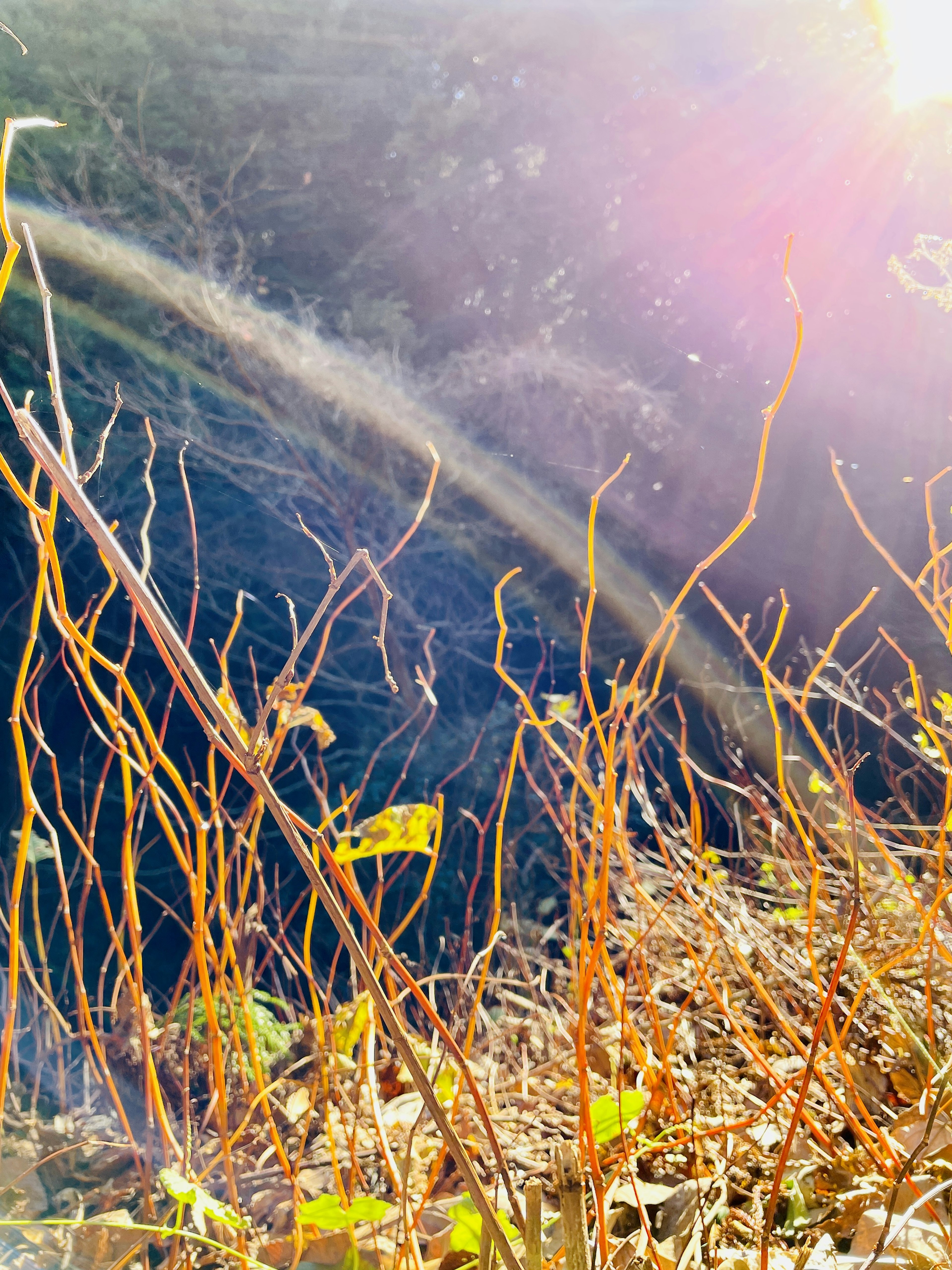 Natürliche Landschaft mit trockenen Gräsern und einem Lichtkreis