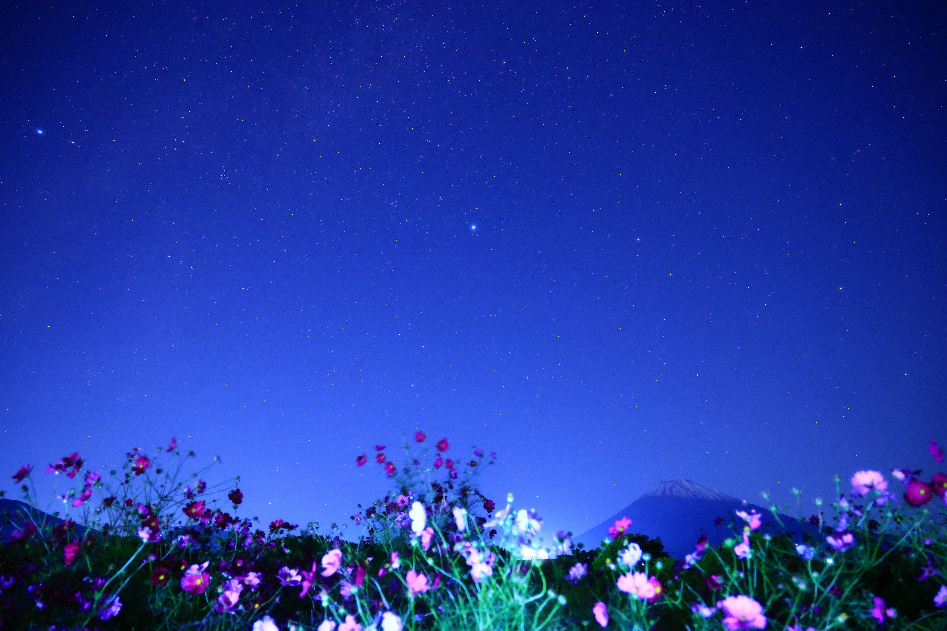 Flores coloridas bajo un cielo estrellado