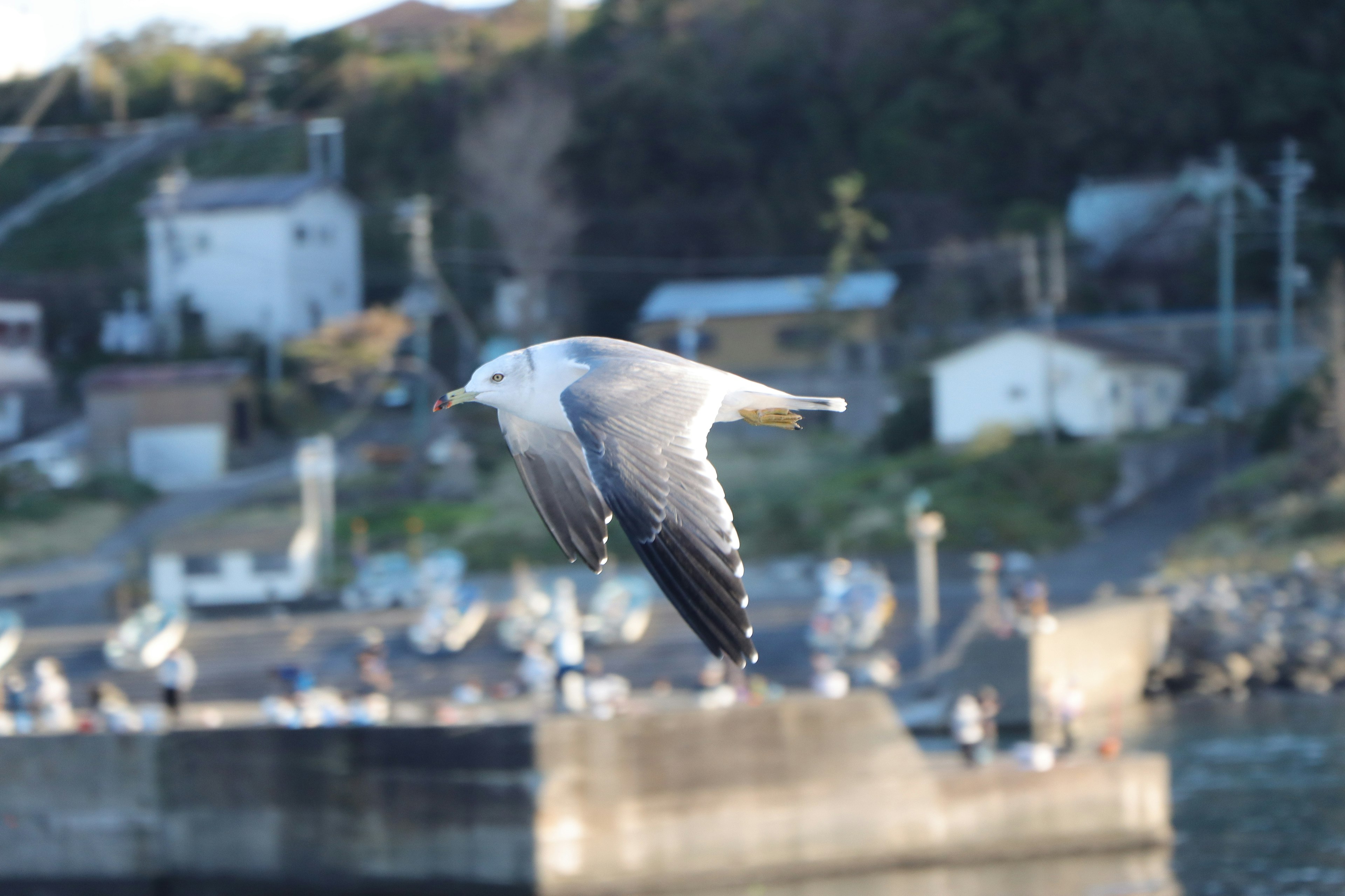 飛んでいるカモメと背景の港町