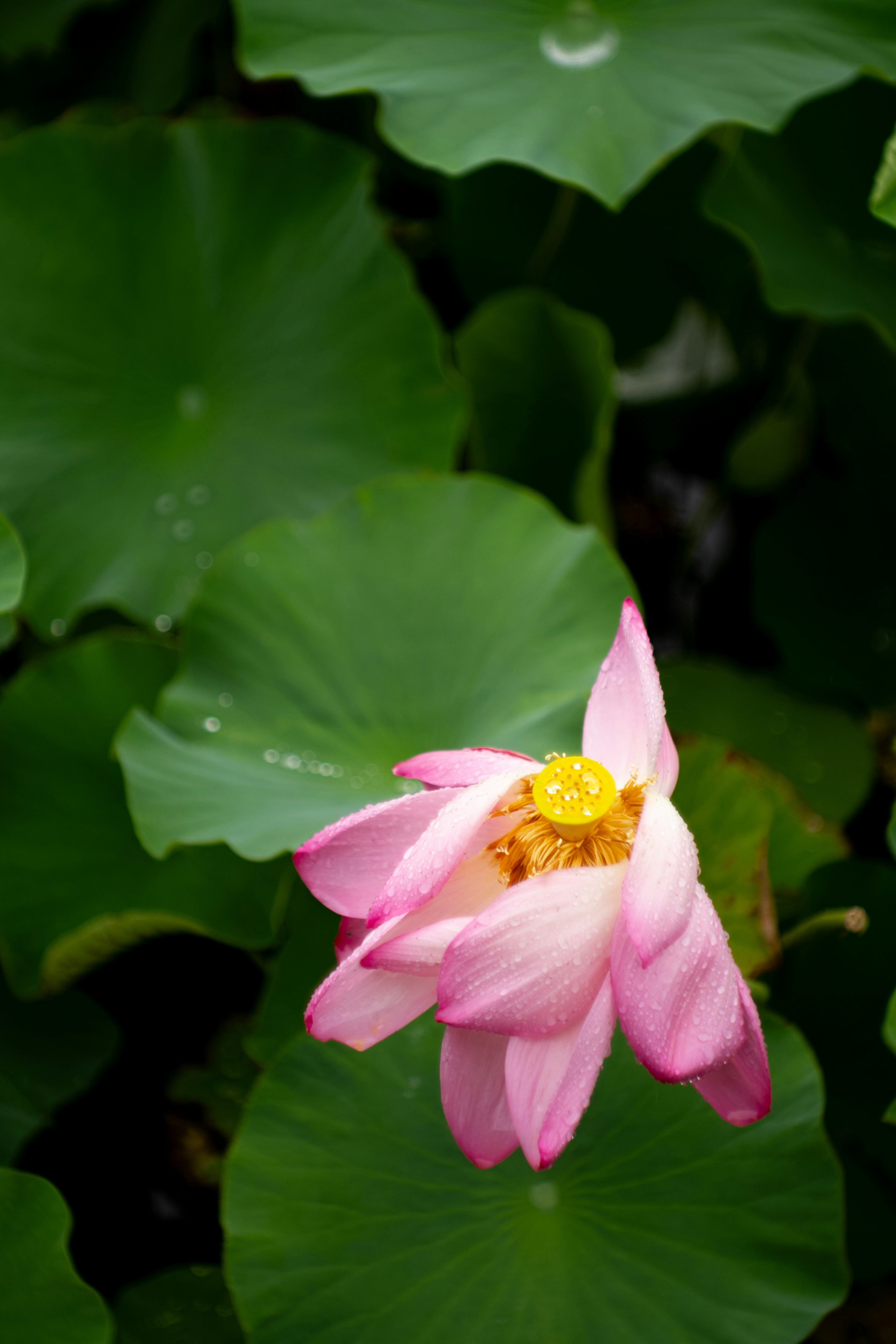 美しいピンクの蓮の花が緑の葉に囲まれている