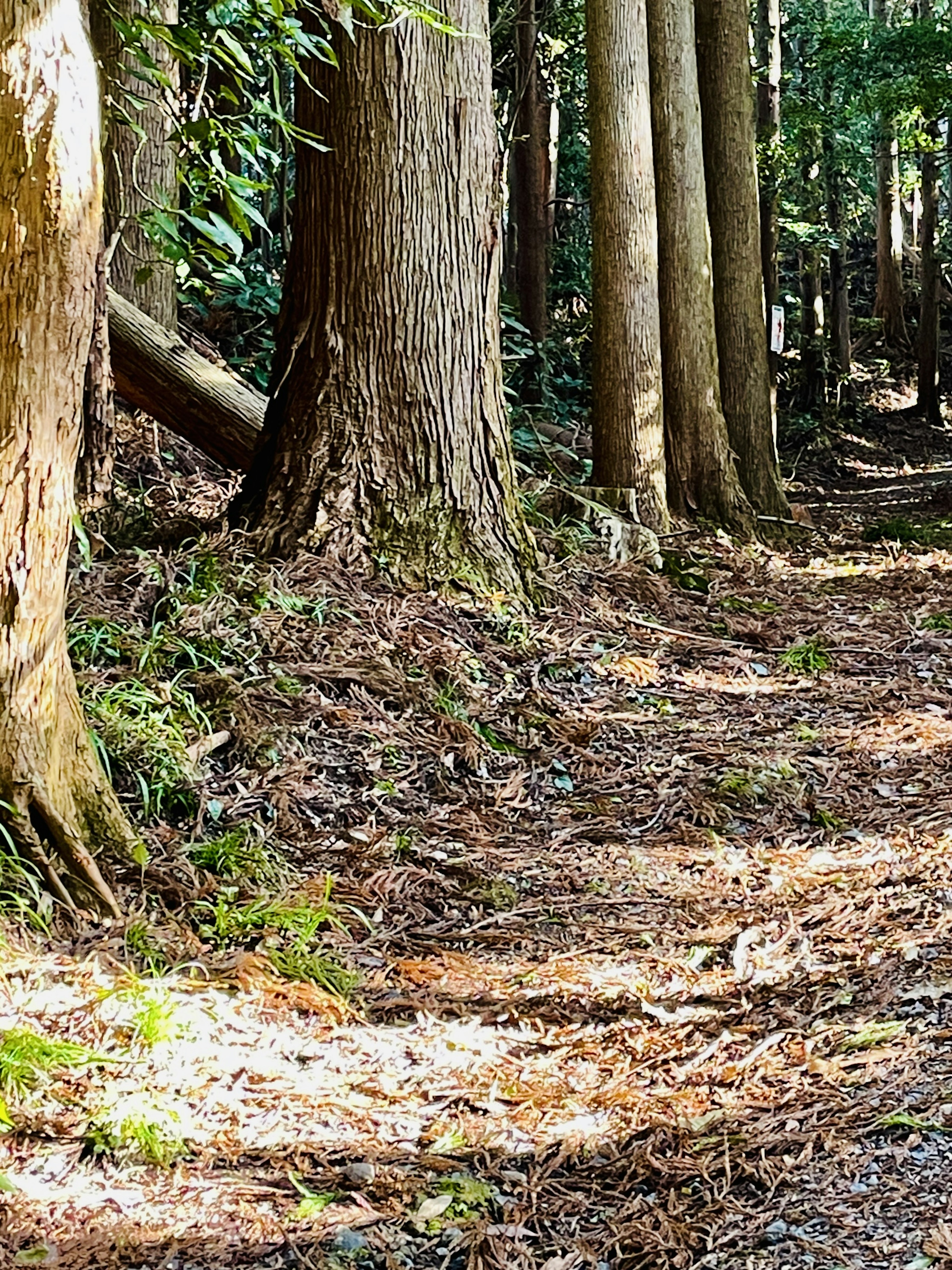 A serene pathway surrounded by tall trees