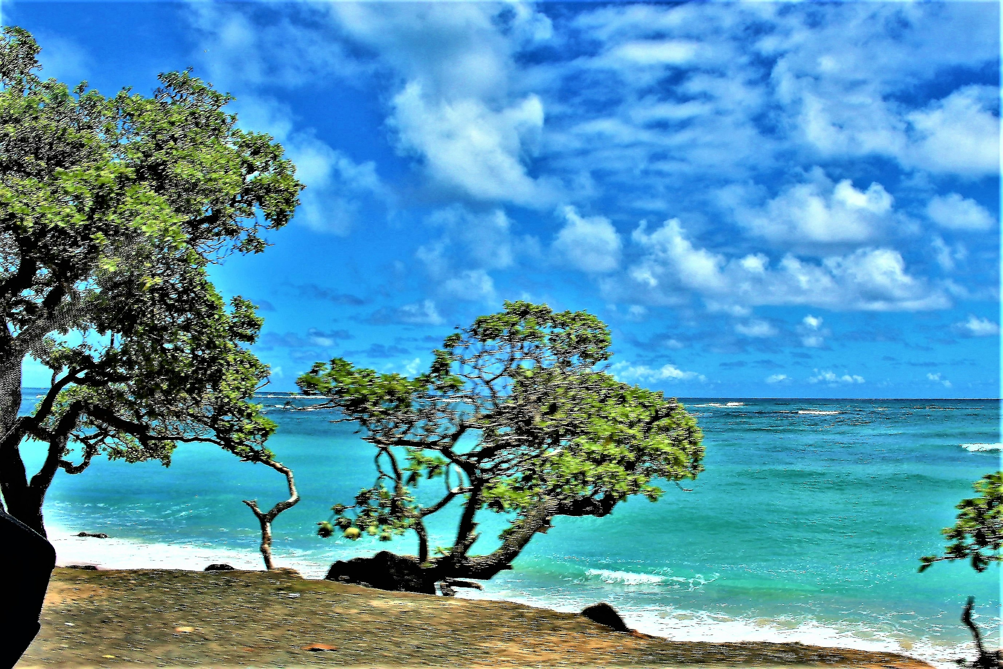 Vista escénica de árboles en la playa con cielo azul vibrante y océano