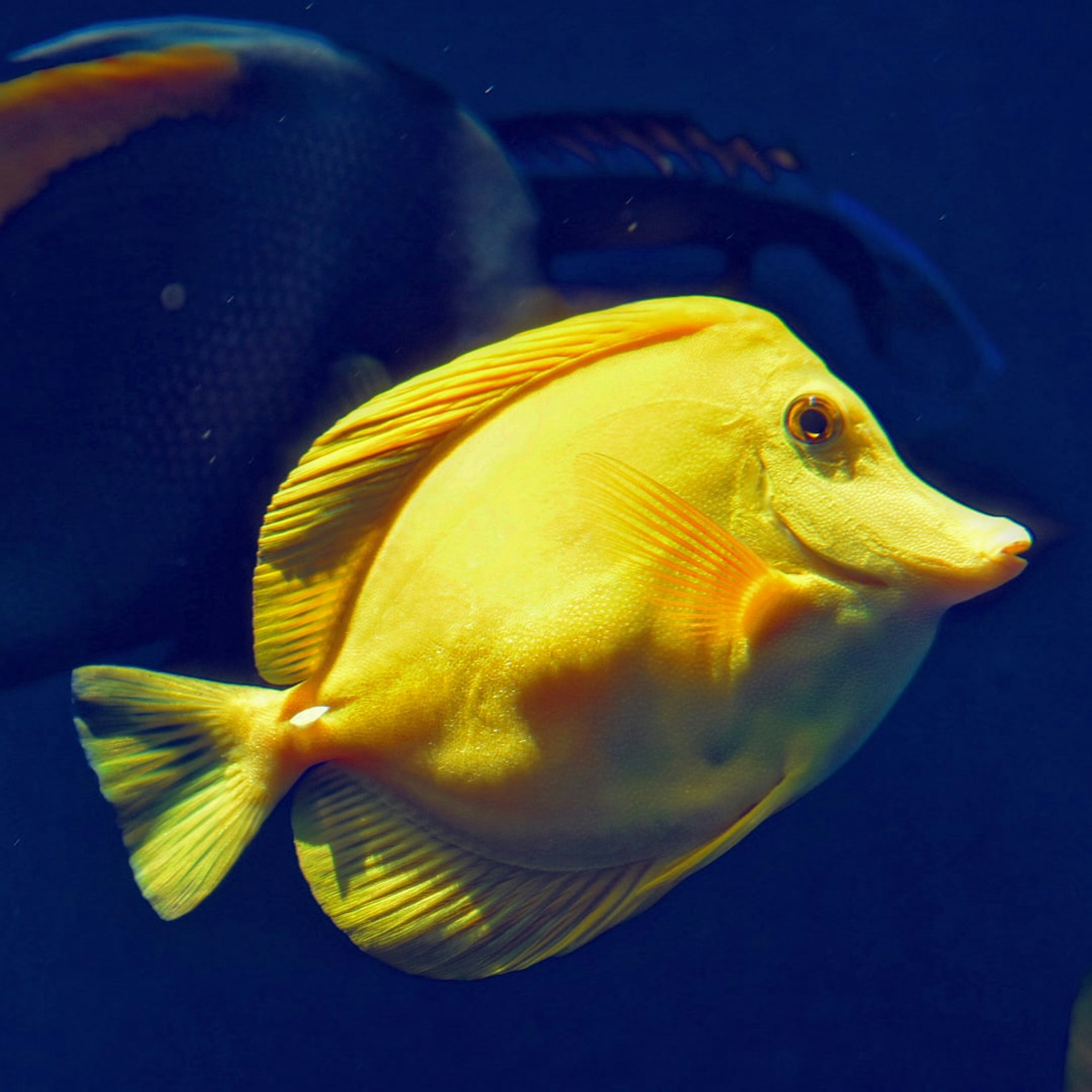 Ikan kuning berenang di latar belakang biru