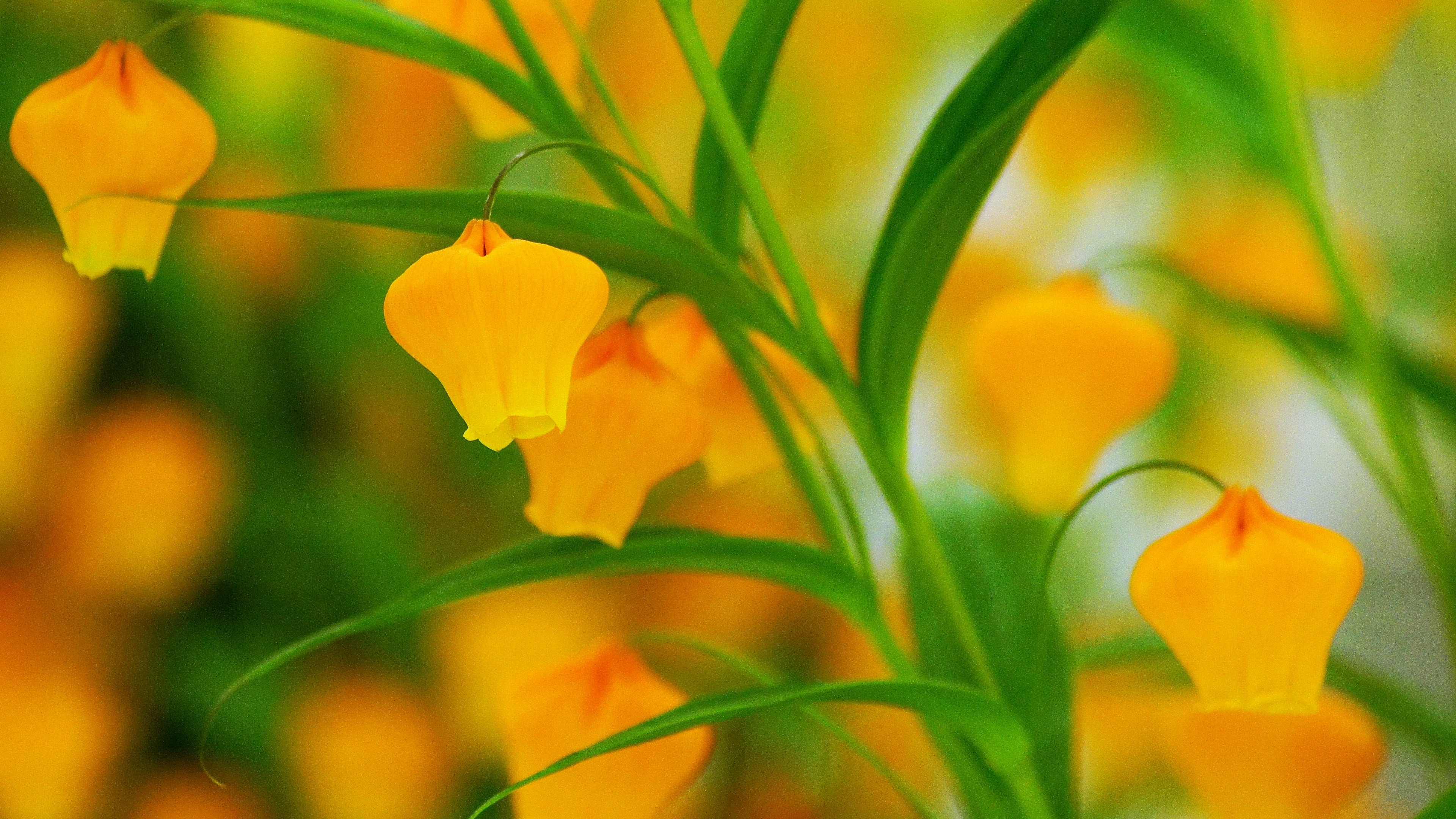 Primo piano di fiori gialli vivaci su una pianta con foglie verdi sullo sfondo