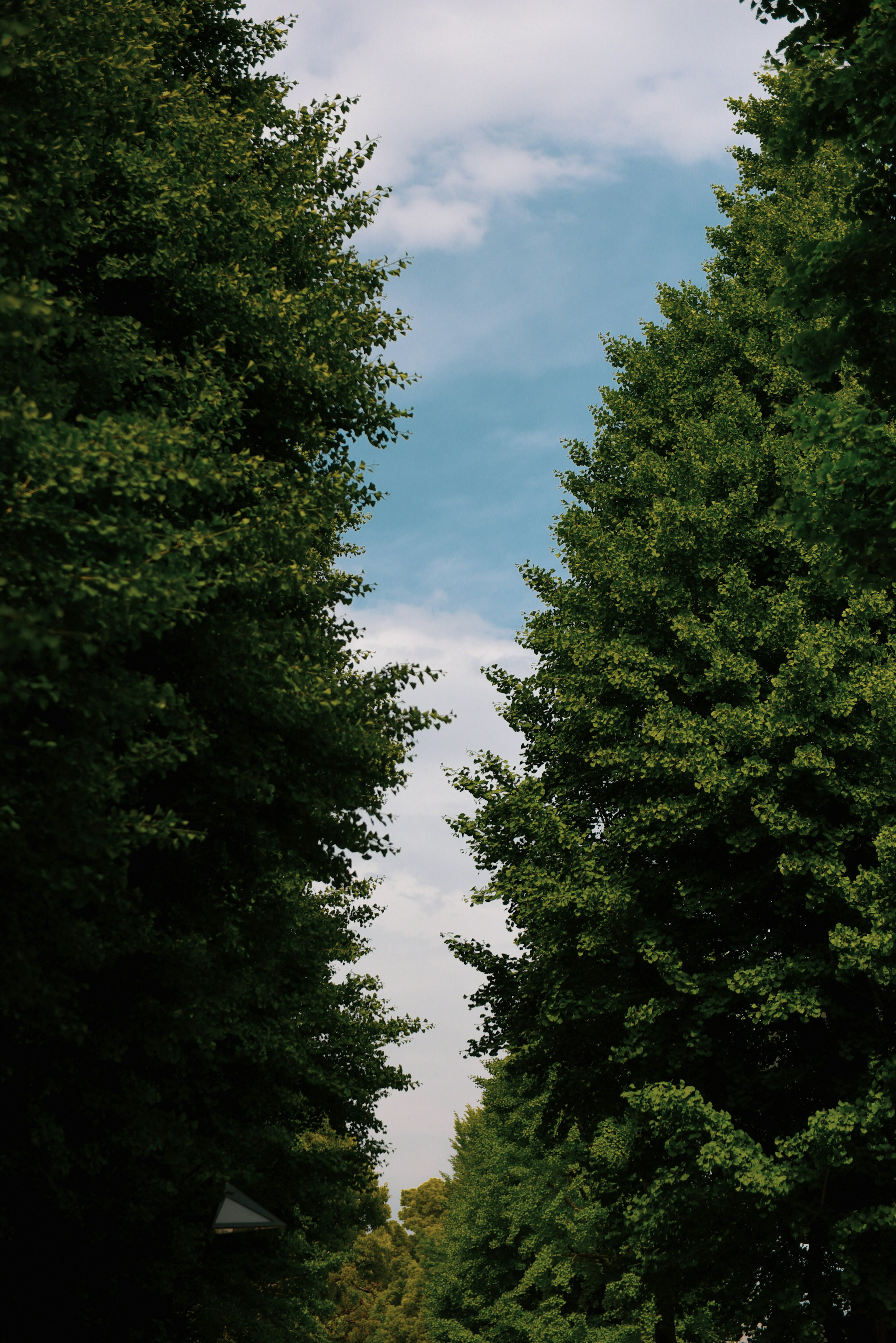 Un chemin encadré par de grands arbres verts sous un ciel bleu