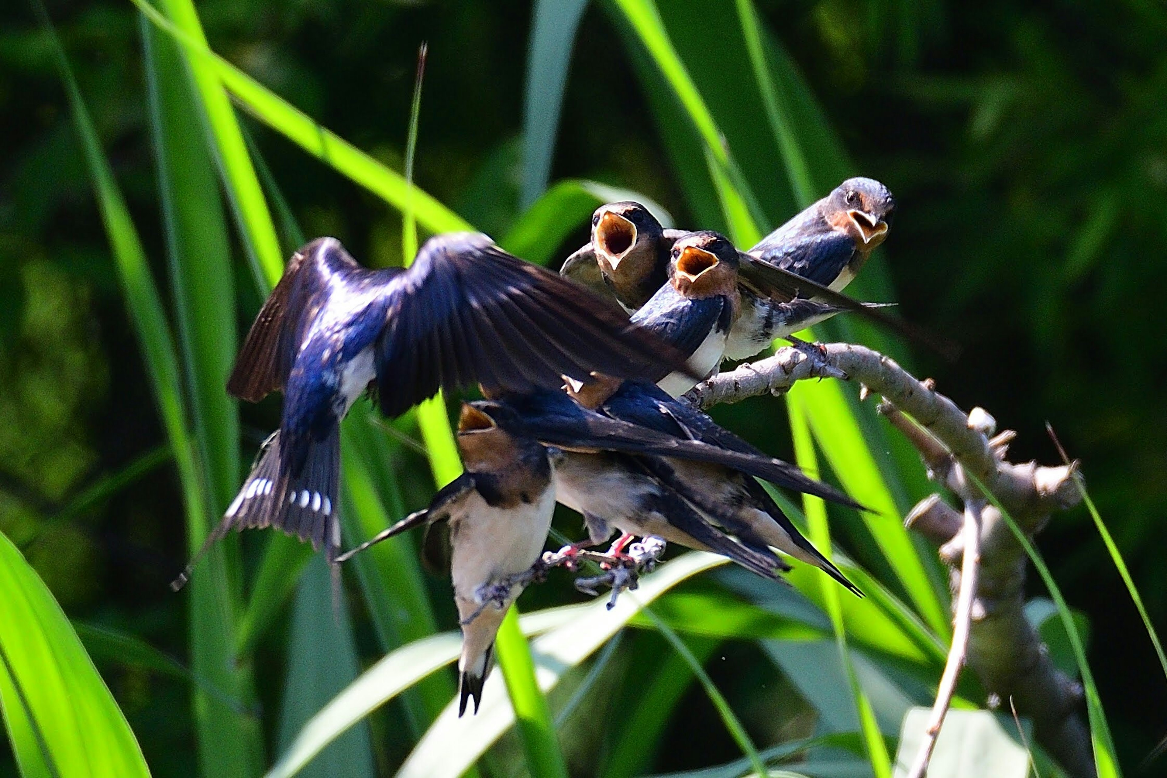 青い羽の鳥が草の上に集まっているシーン