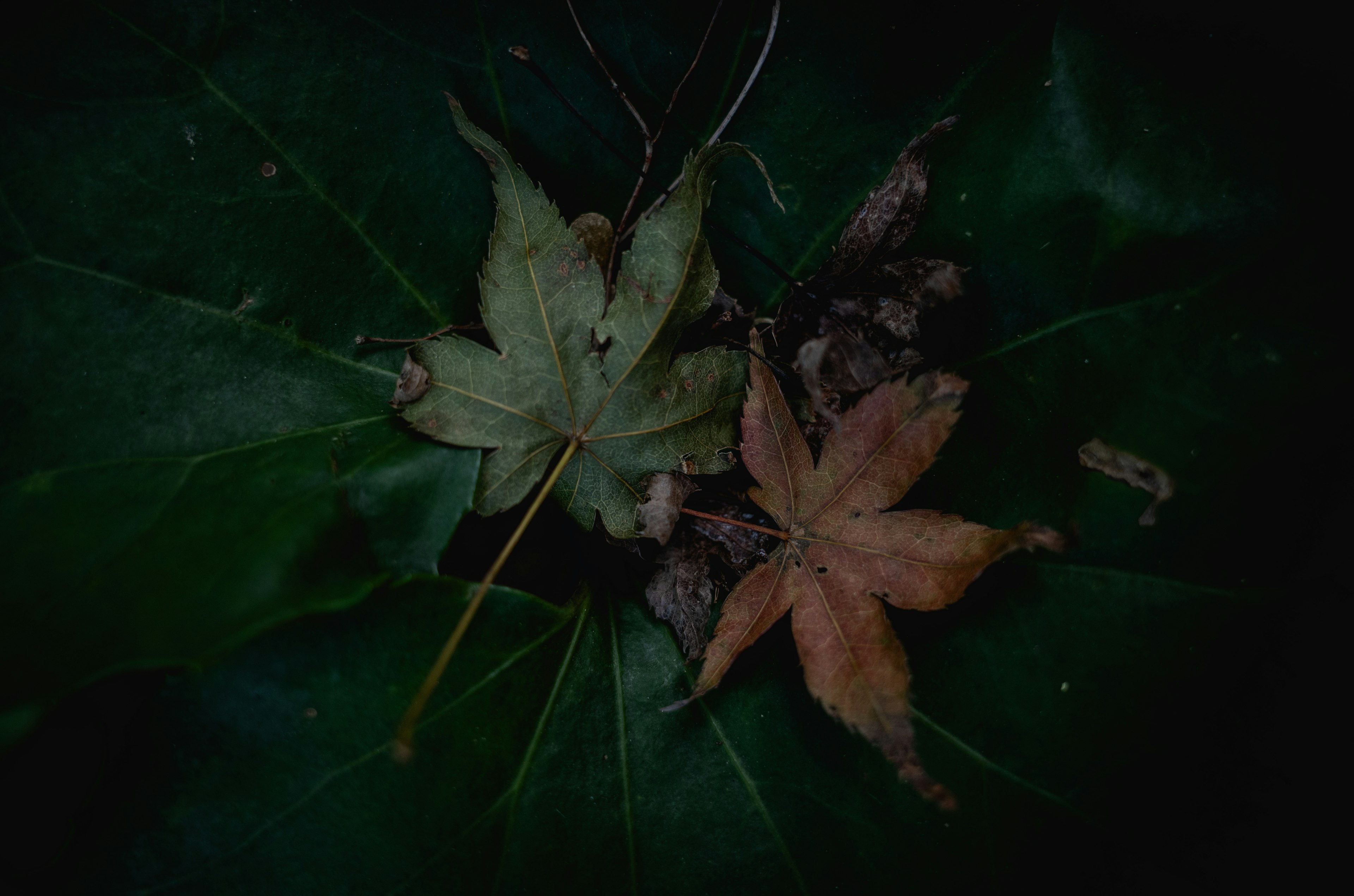 Contraste des feuilles sèches et vertes sur un fond sombre