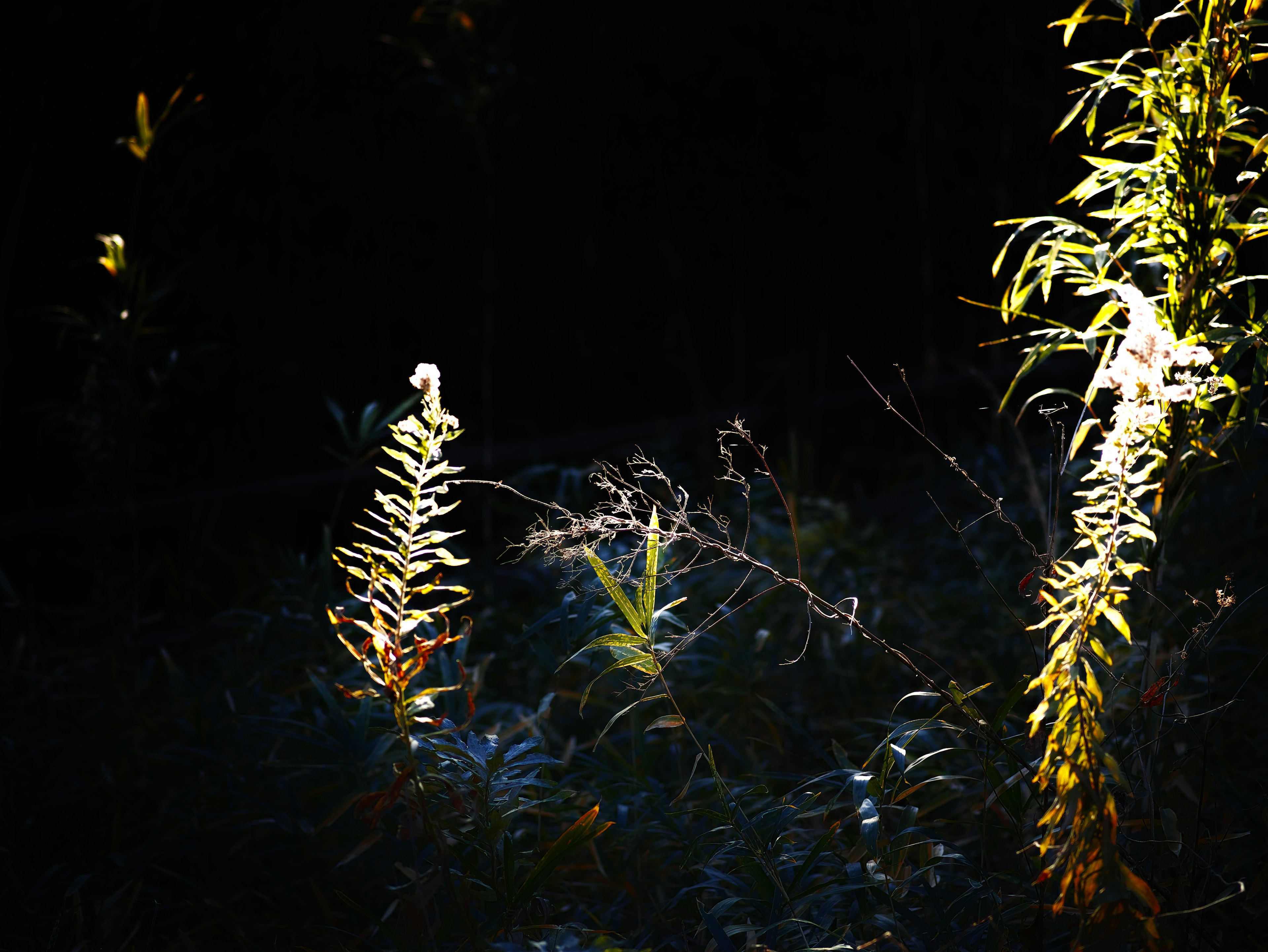 Siluetas de plantas iluminadas contra un fondo oscuro