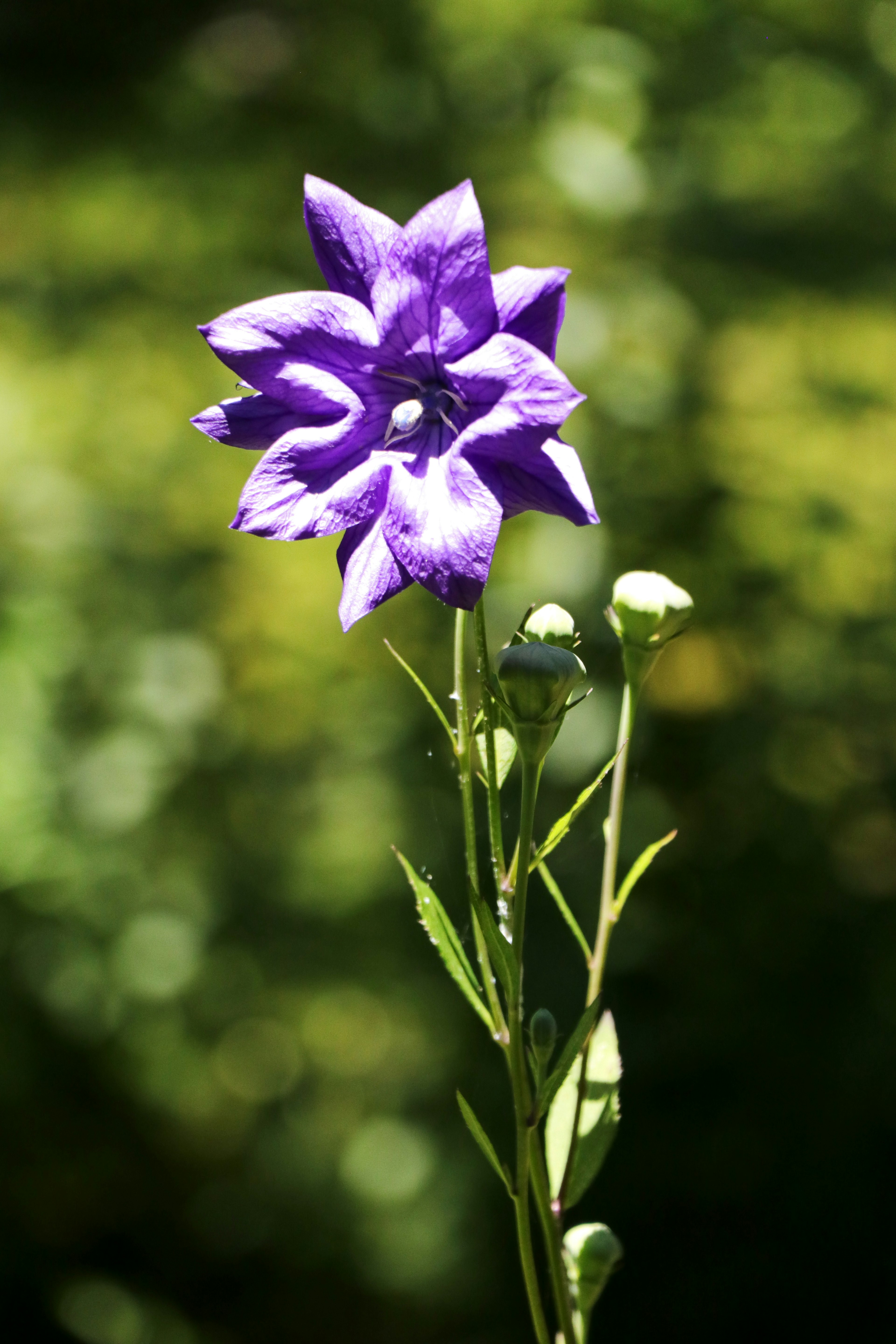 緑の背景に立つ紫色の花のクローズアップ