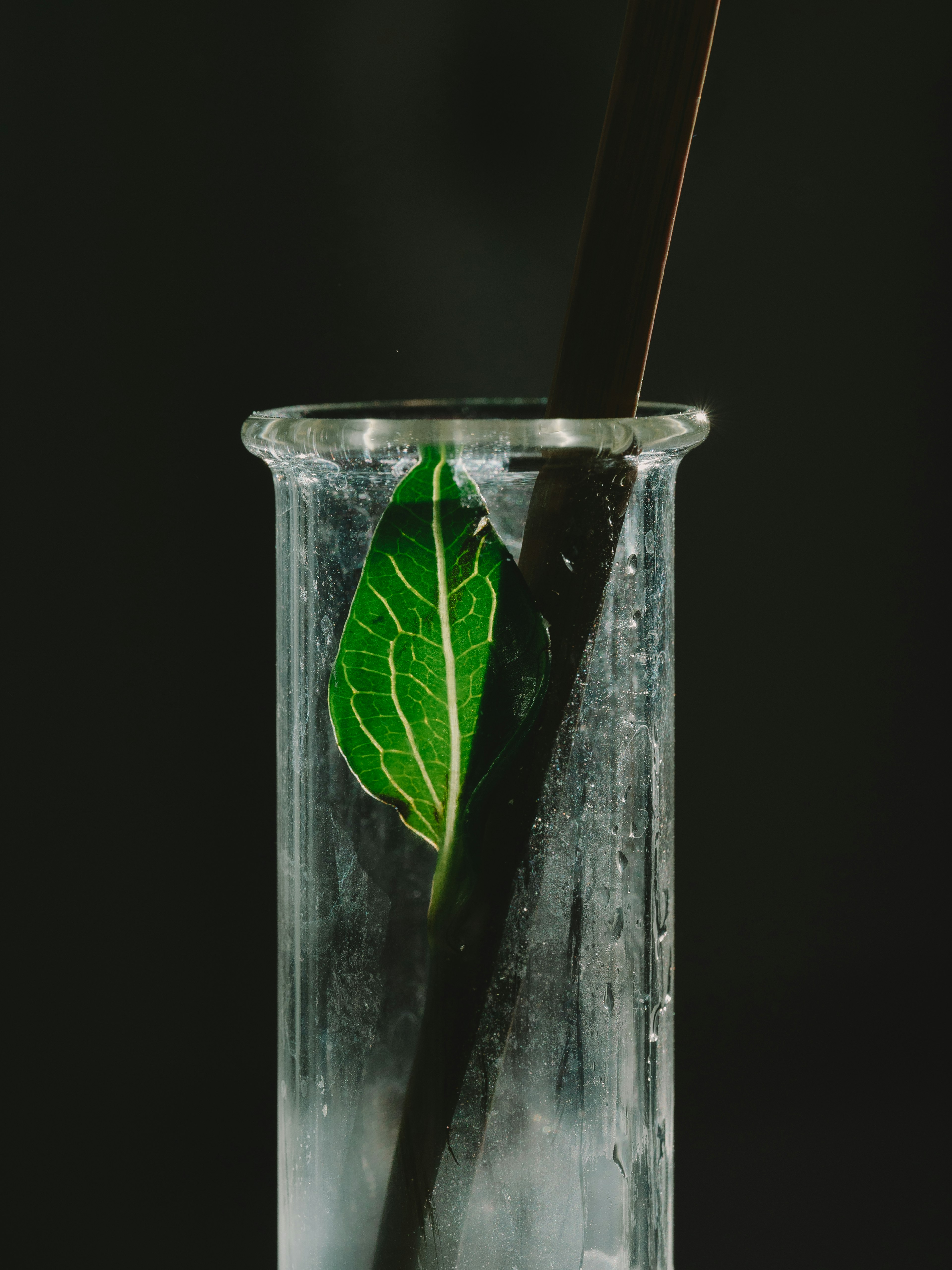 Vaso de precipitados transparente con una hoja verde y una vara negra