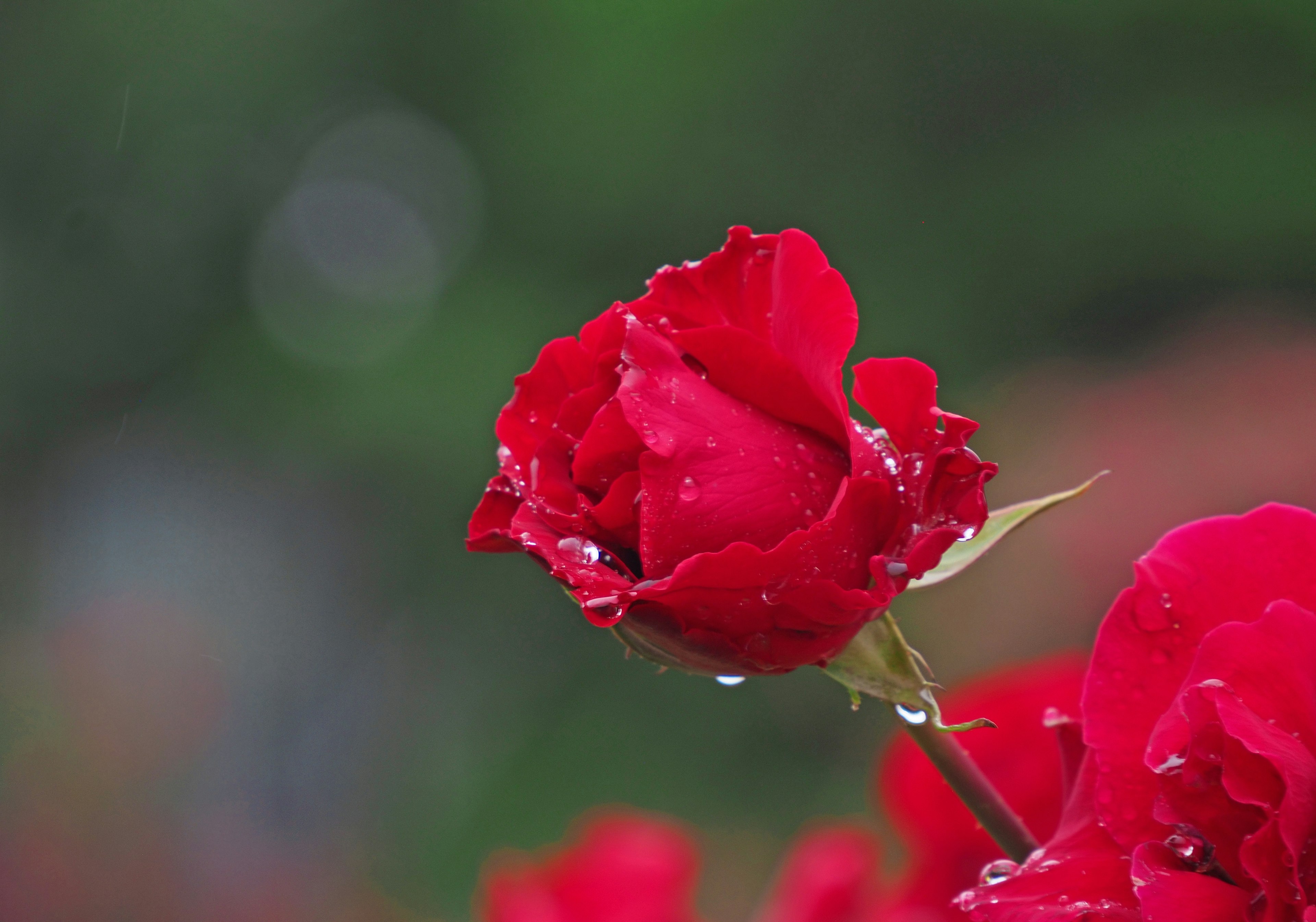 rosa roja vibrante con gotas de agua en sus pétalos