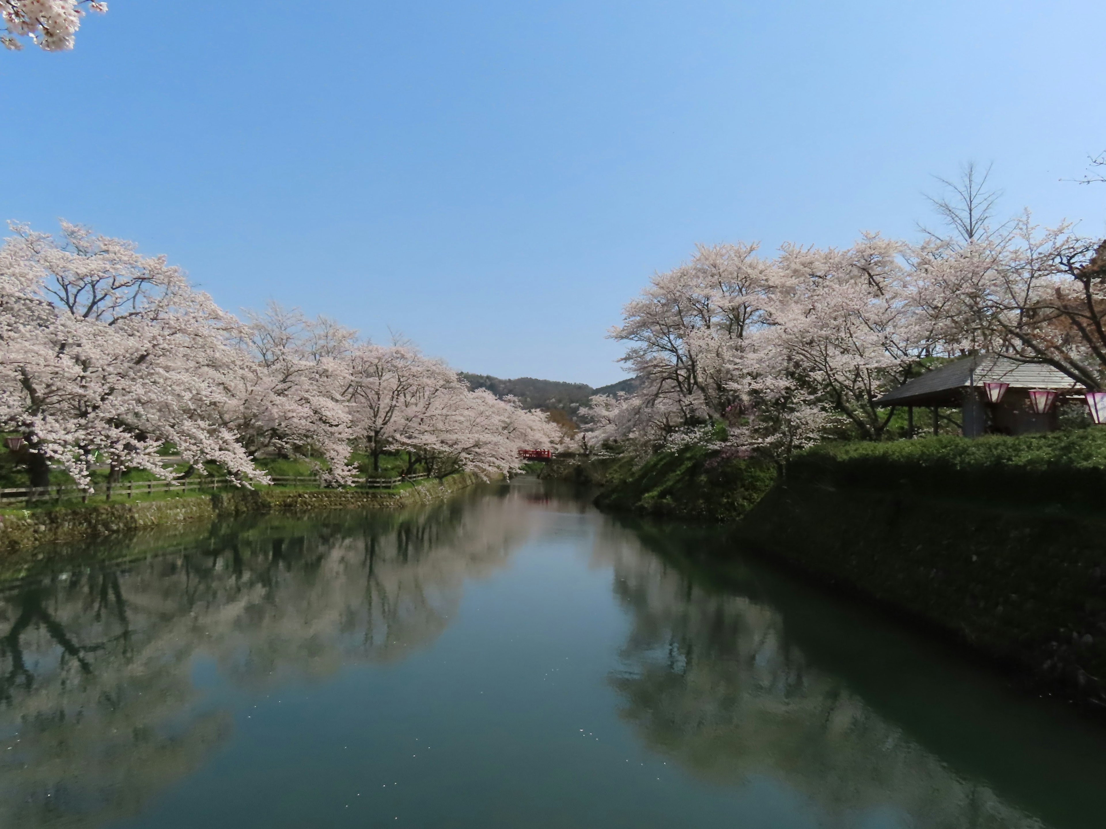 Paesaggio fluviale sereno fiancheggiato da alberi di ciliegio in fiore