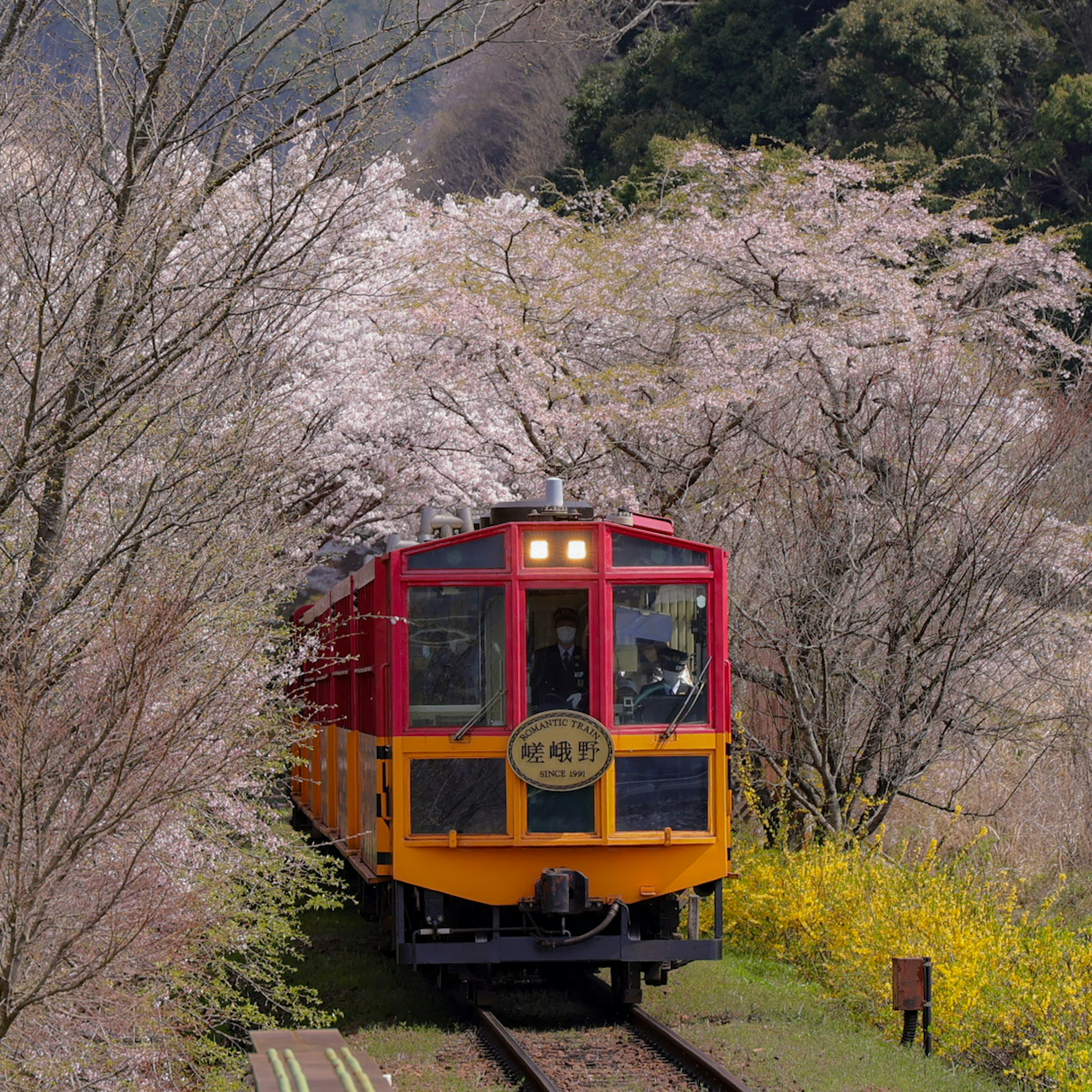 桜の木に囲まれた赤い列車が走る風景