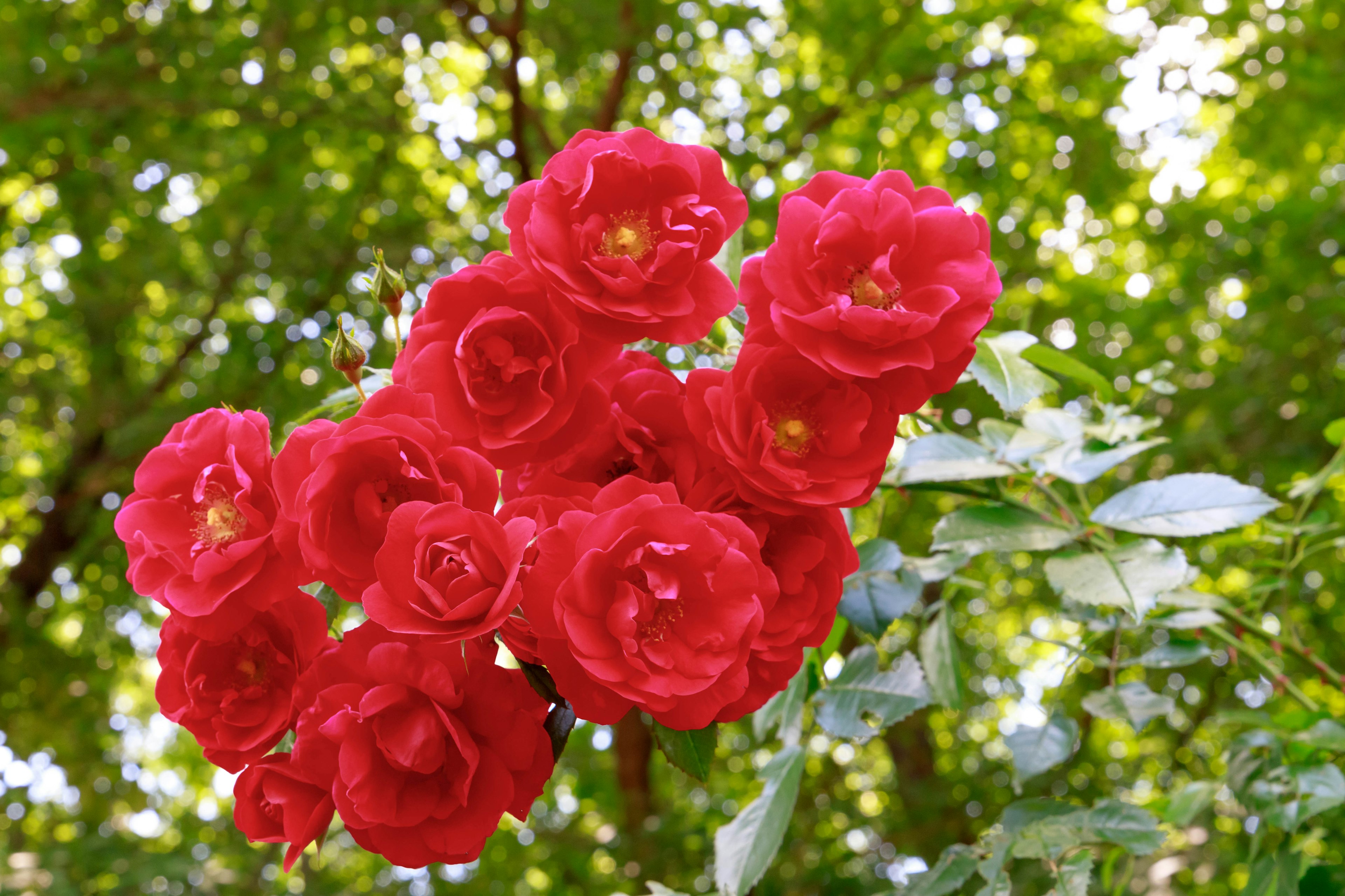 A cluster of vibrant red roses surrounded by green leaves and trees