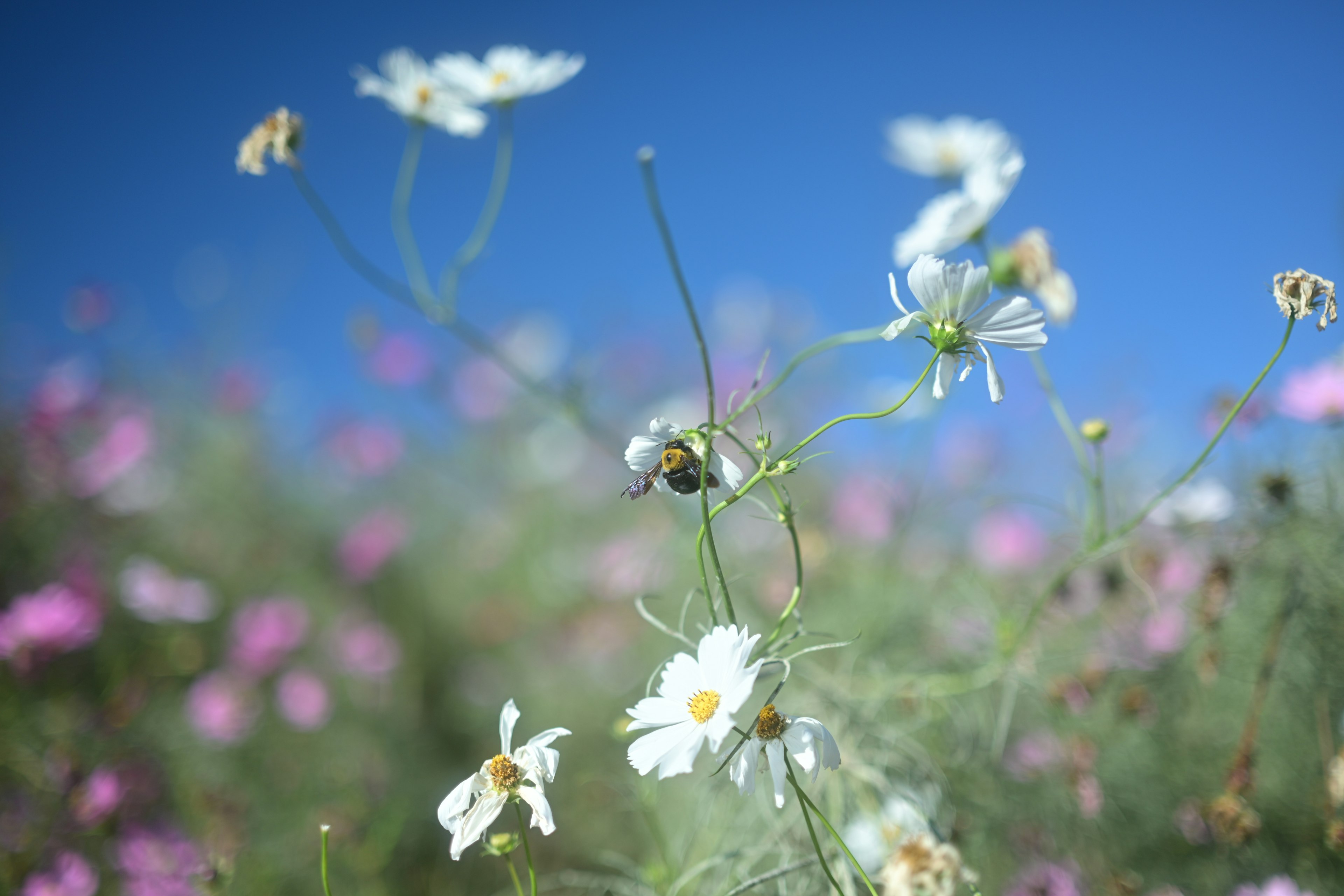 Gros plan sur des fleurs blanches et une abeille sous un ciel bleu