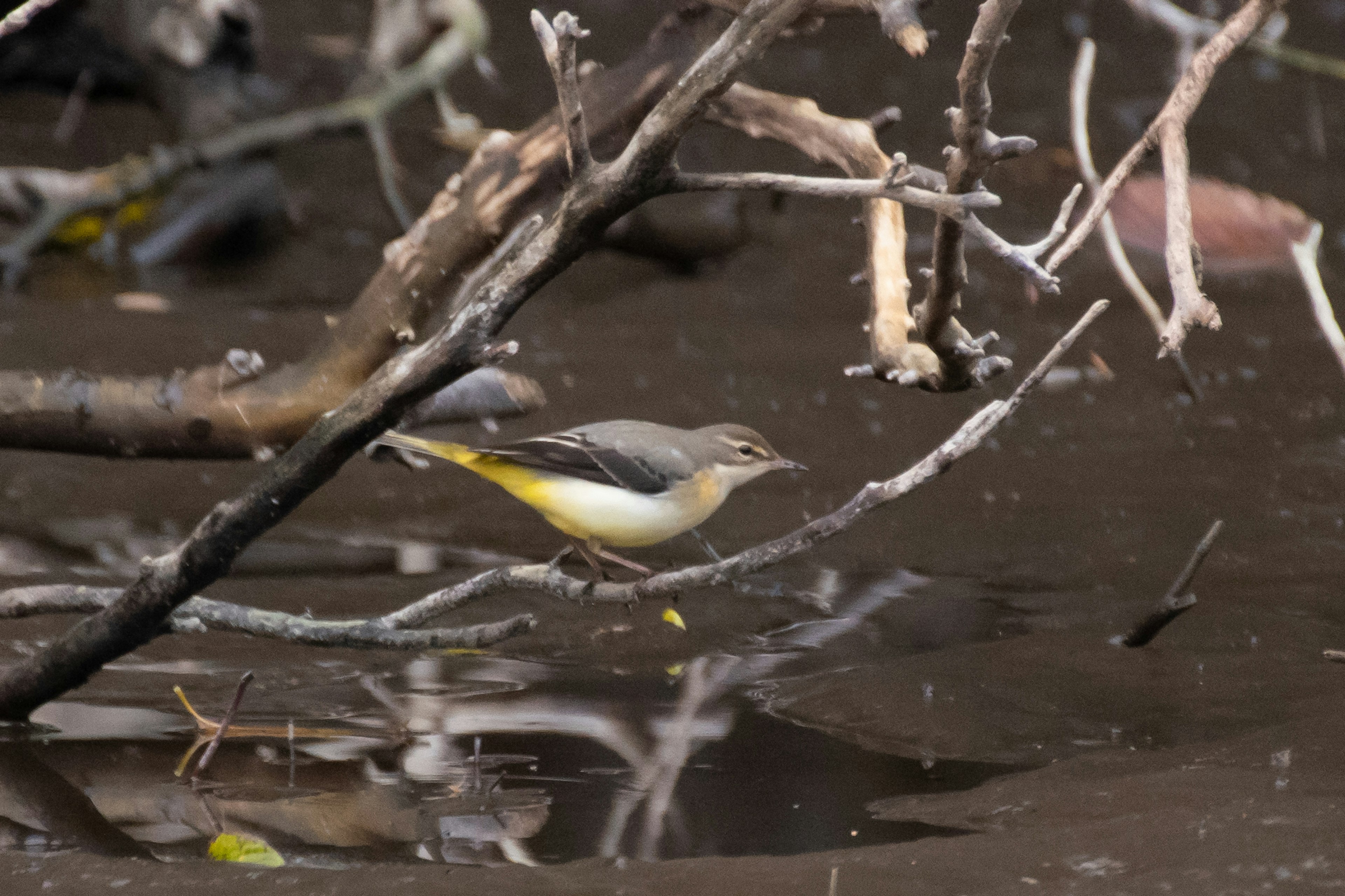 Un uccello grigio e giallo appollaiato su un ramo vicino all'acqua