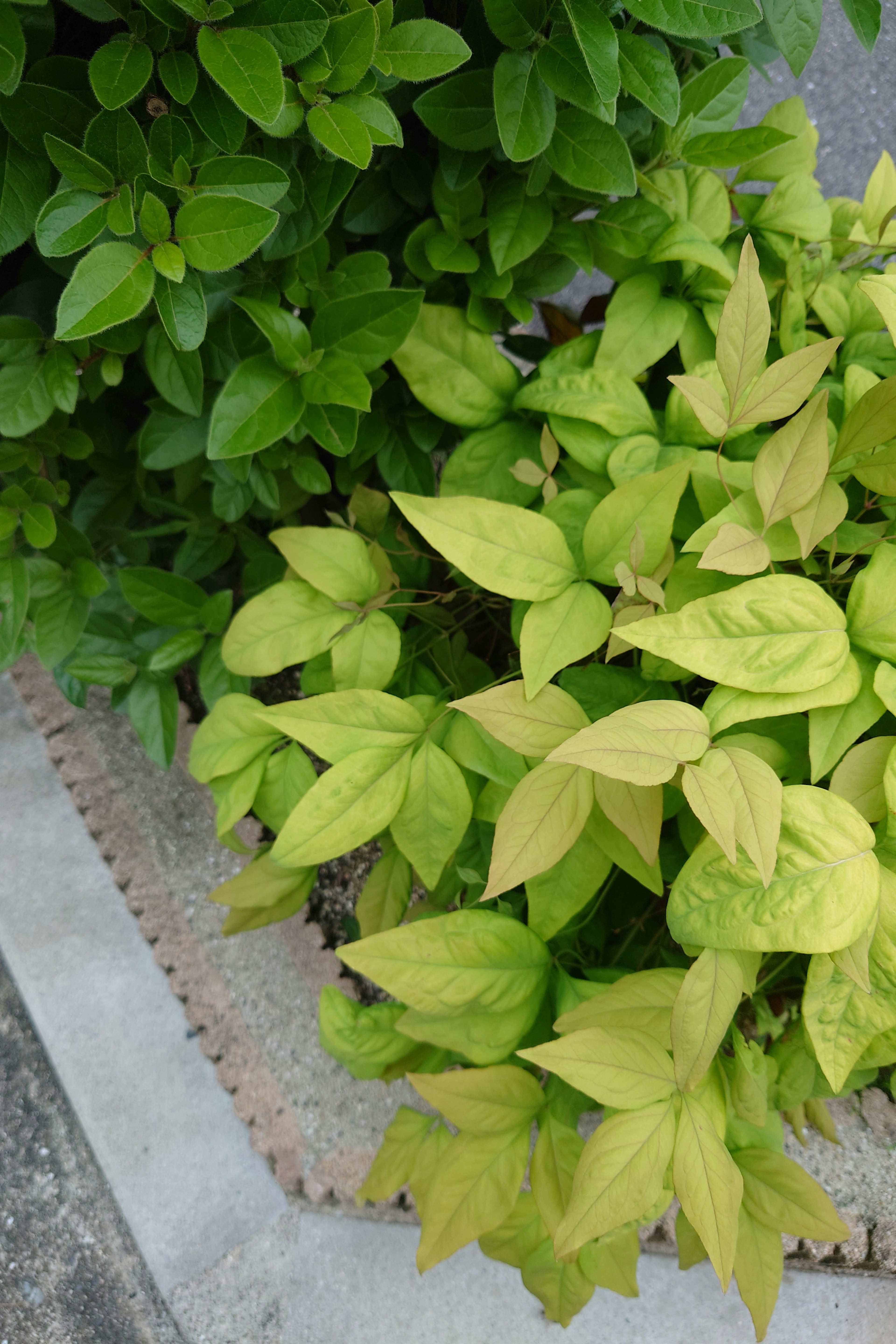 Close-up of plants with green and light green leaves