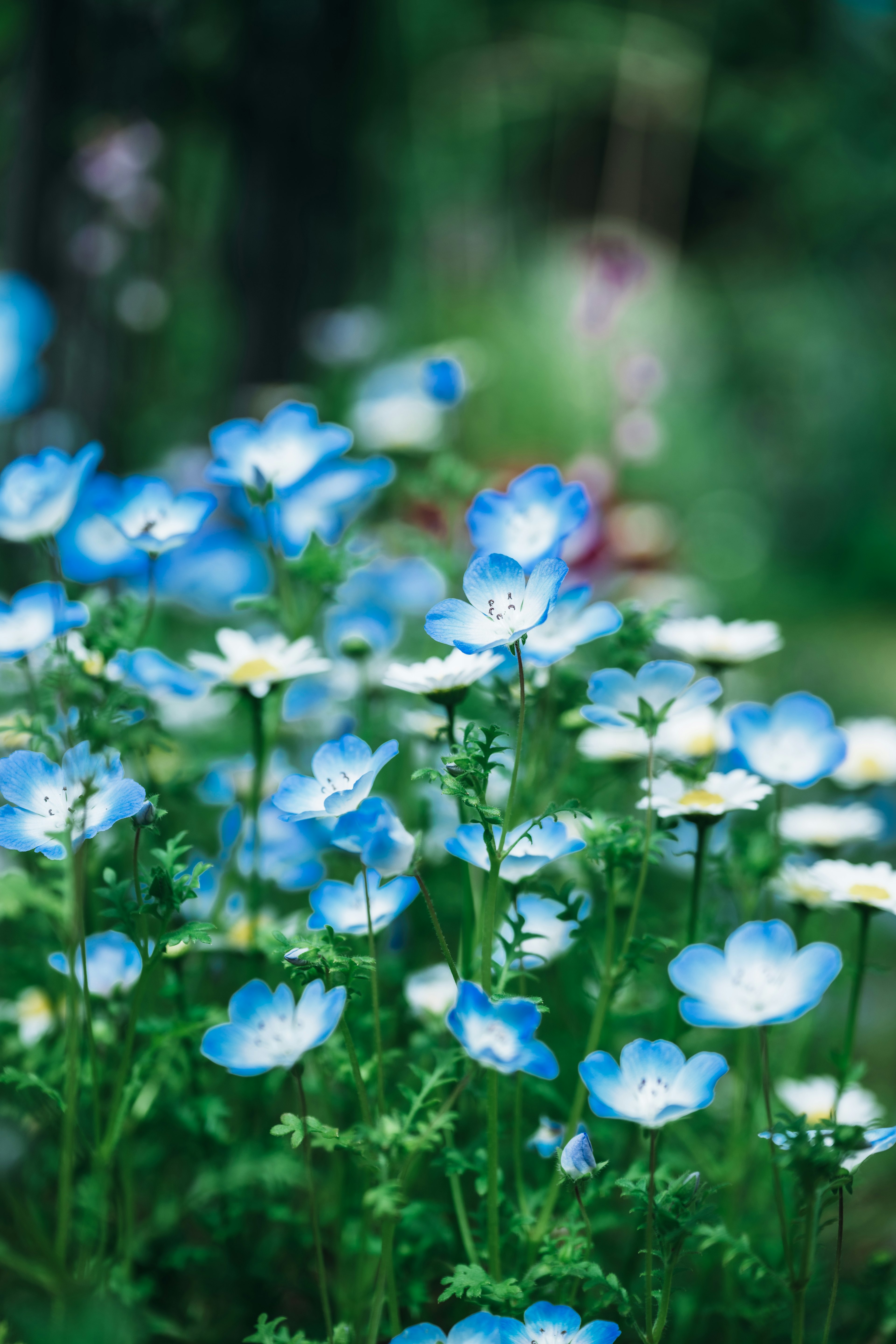 A beautiful garden scene with blue and white flowers