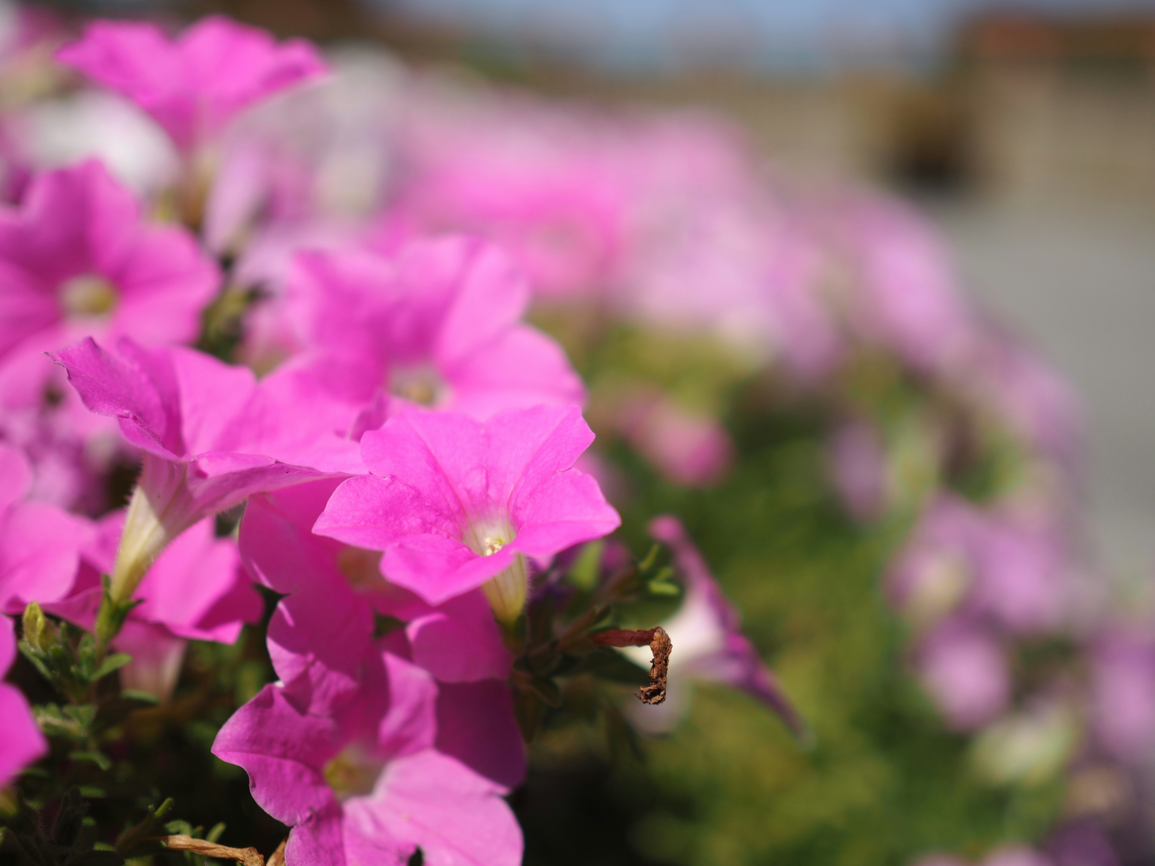 Lebendige rosa Blumen in voller Blüte