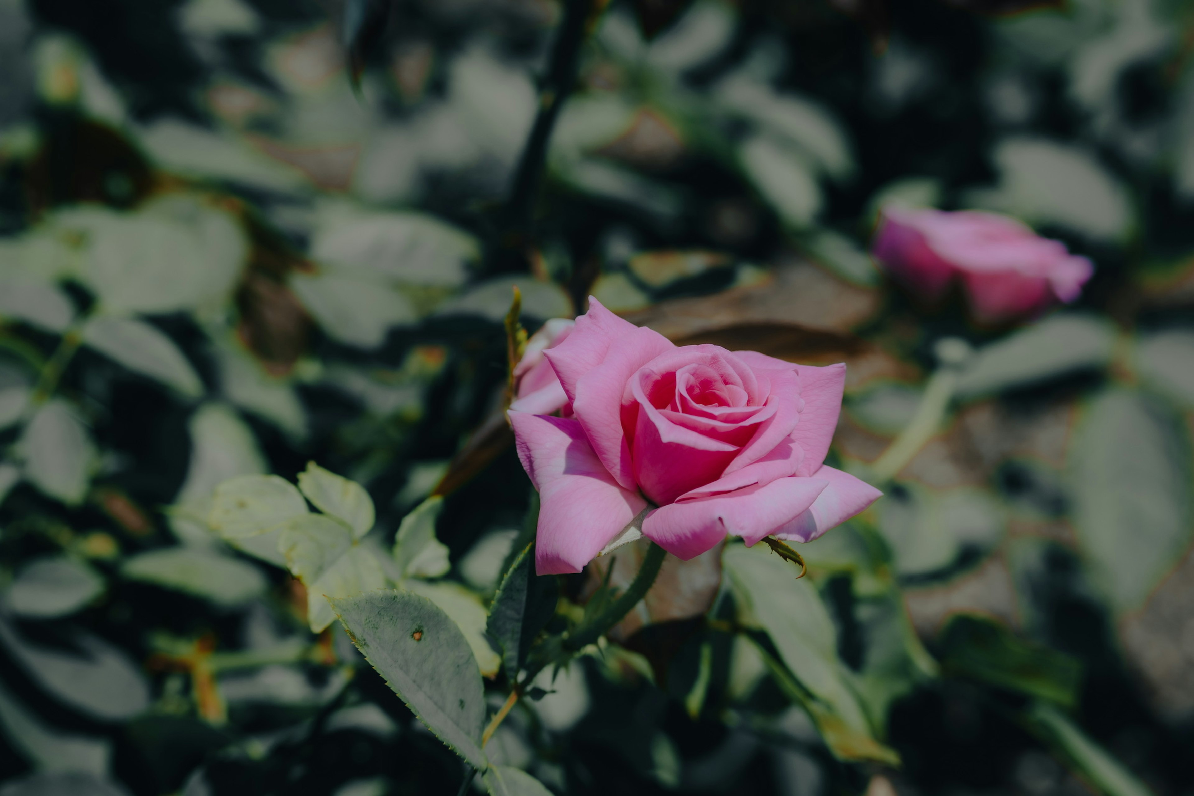 A light pink rose surrounded by green leaves