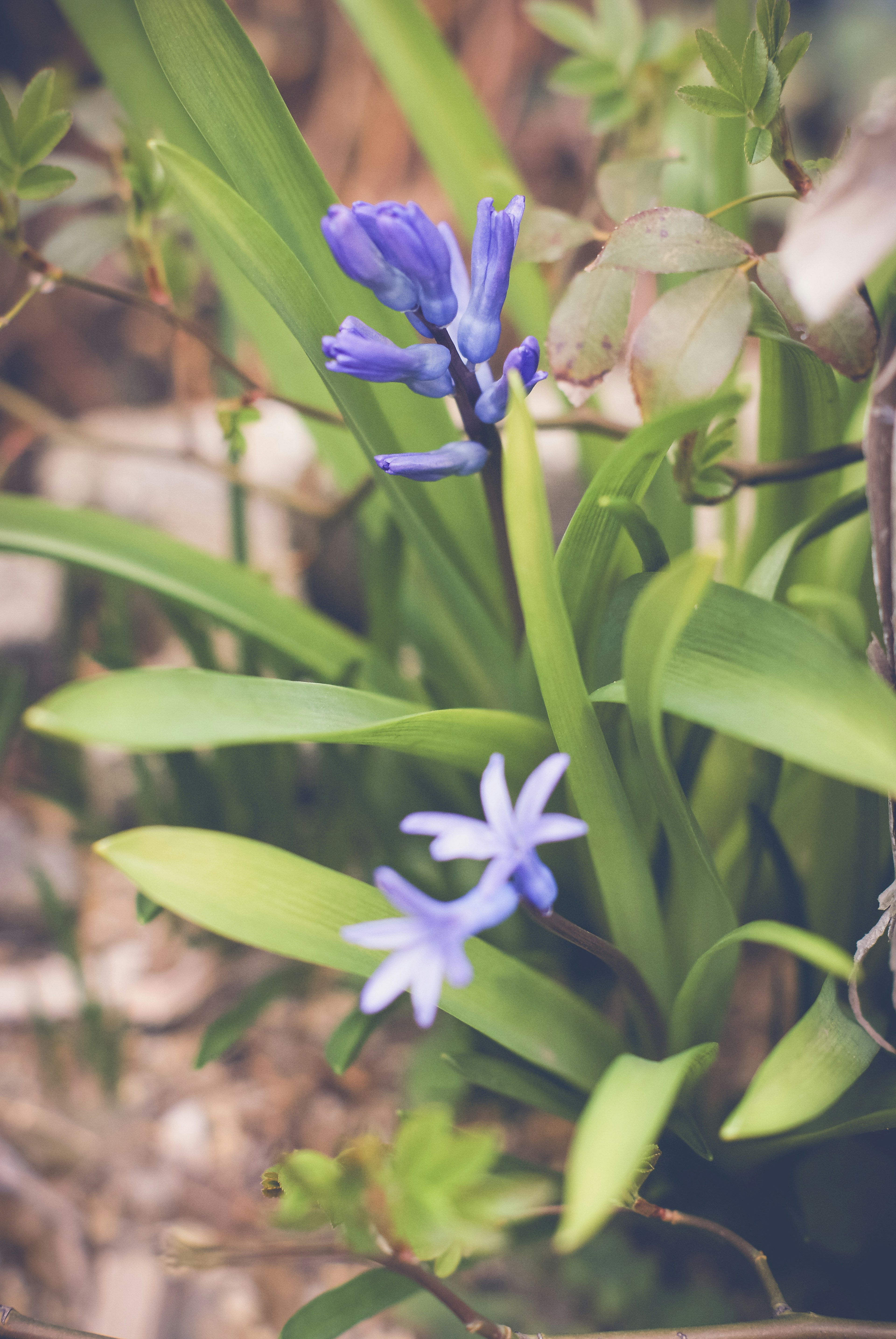 Kamera dekat tanaman dengan bunga biru dan daun hijau