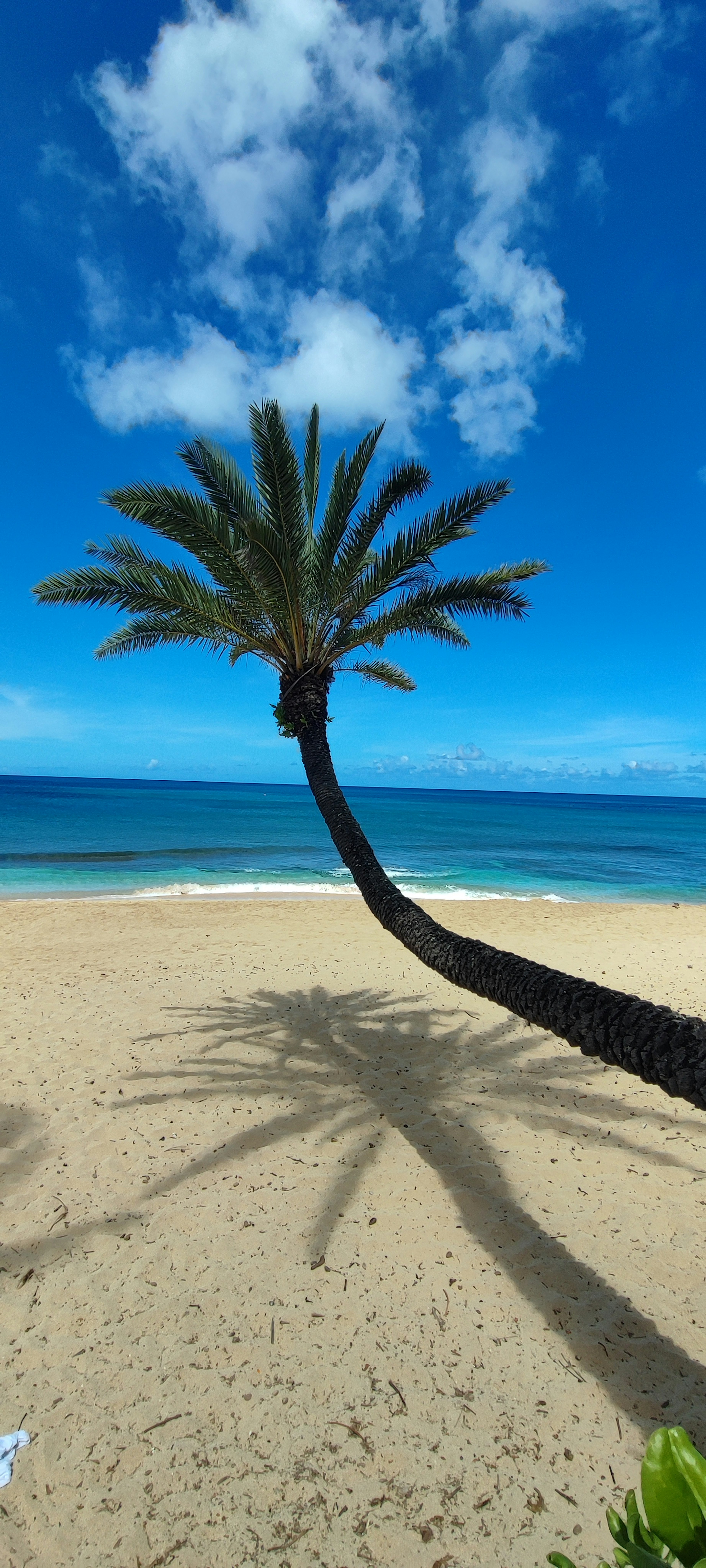 Scena di spiaggia con una palma inclinata contro un cielo blu e l'oceano