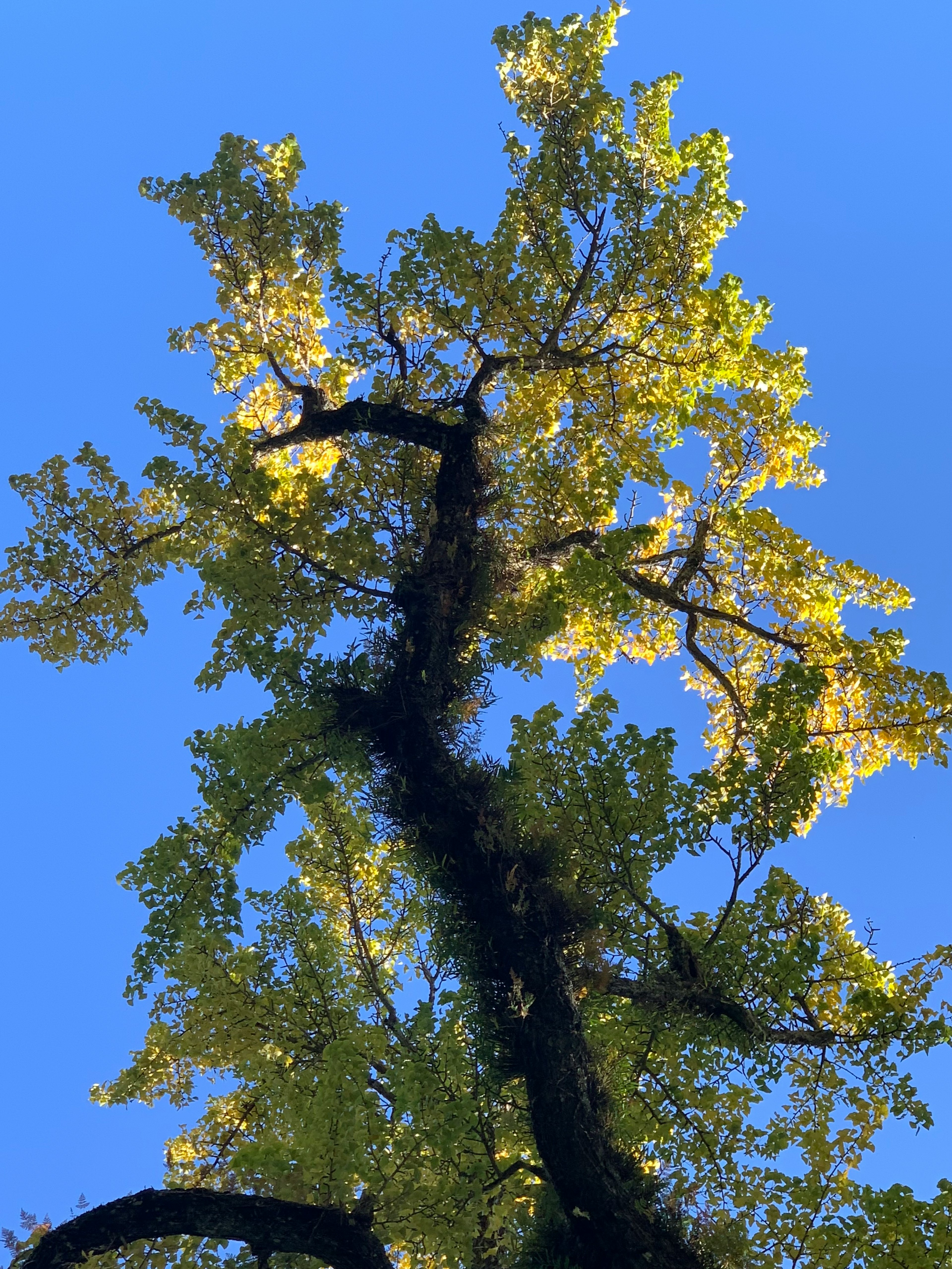 Hoher Baum mit grünen Blättern vor blauem Himmel