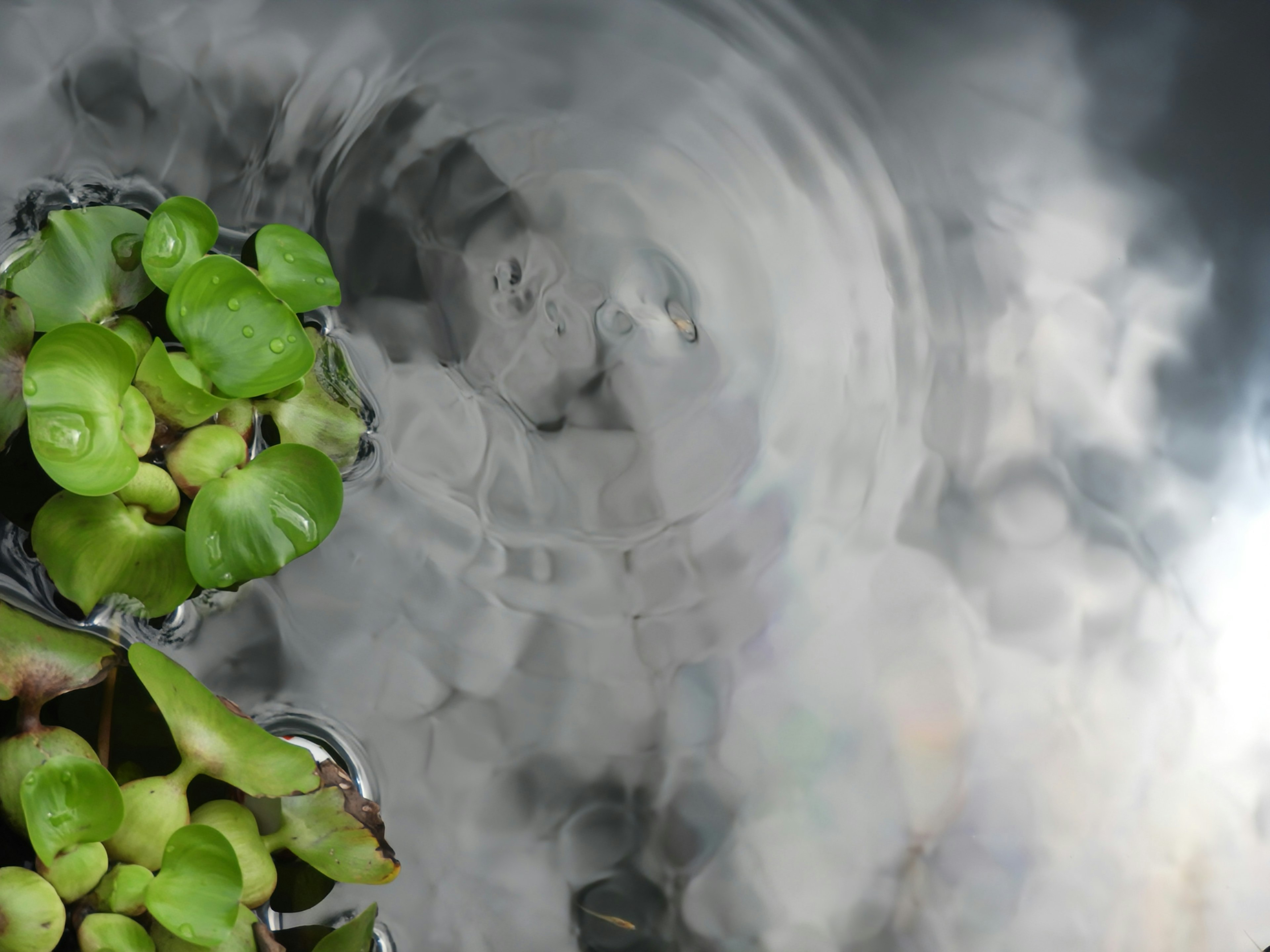 Ripples on the water surface with lush green aquatic plants