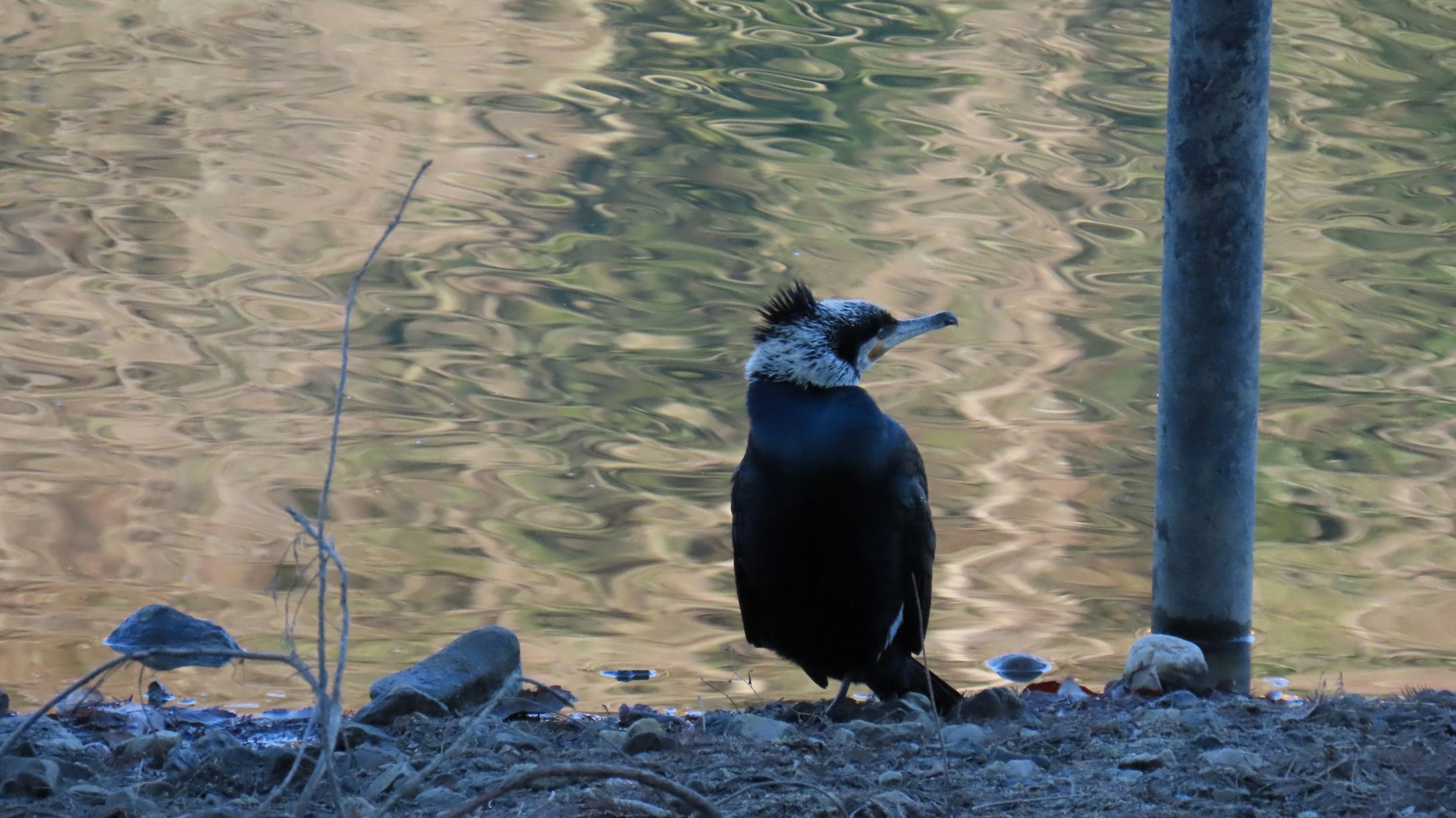 Uccello in piedi vicino all'acqua con belle riflessioni