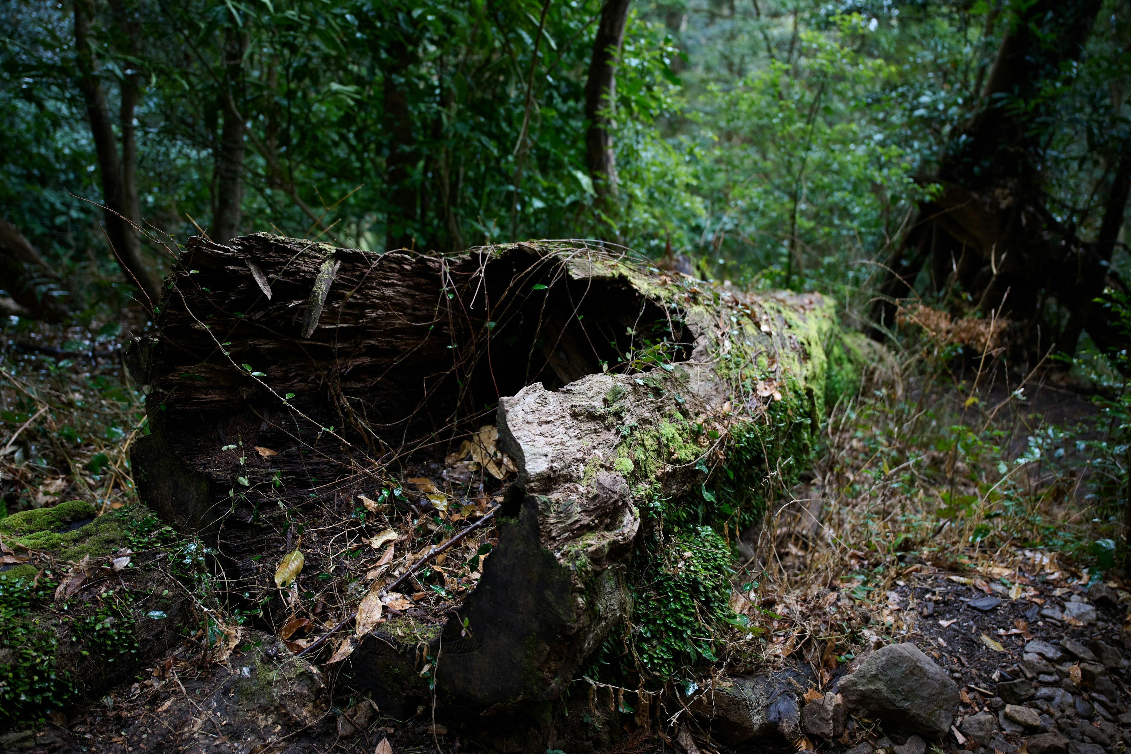 Tronco di legno coperto di muschio in una foresta lussureggiante