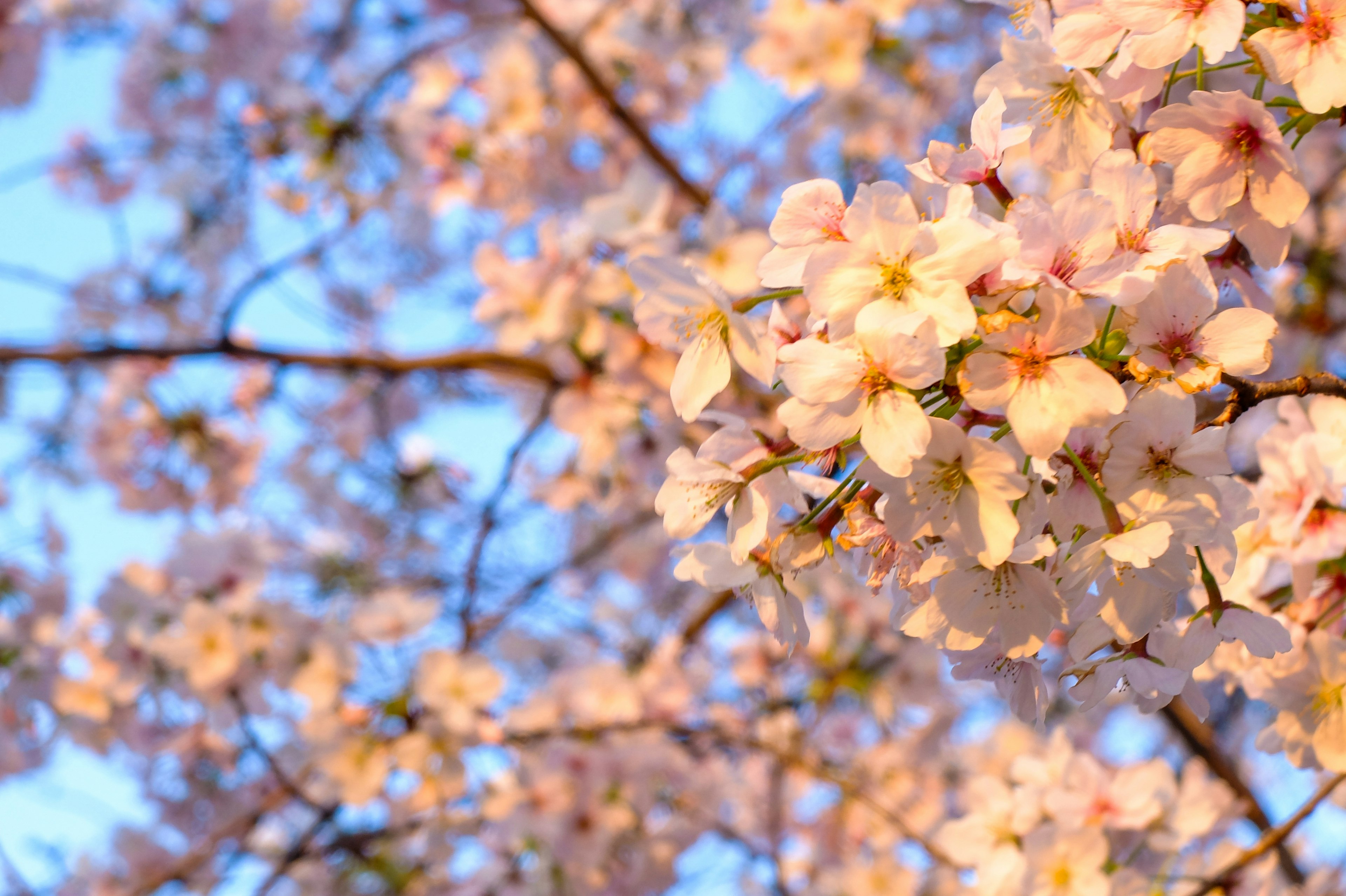 桜の花が咲いている枝のクローズアップで青空が背景