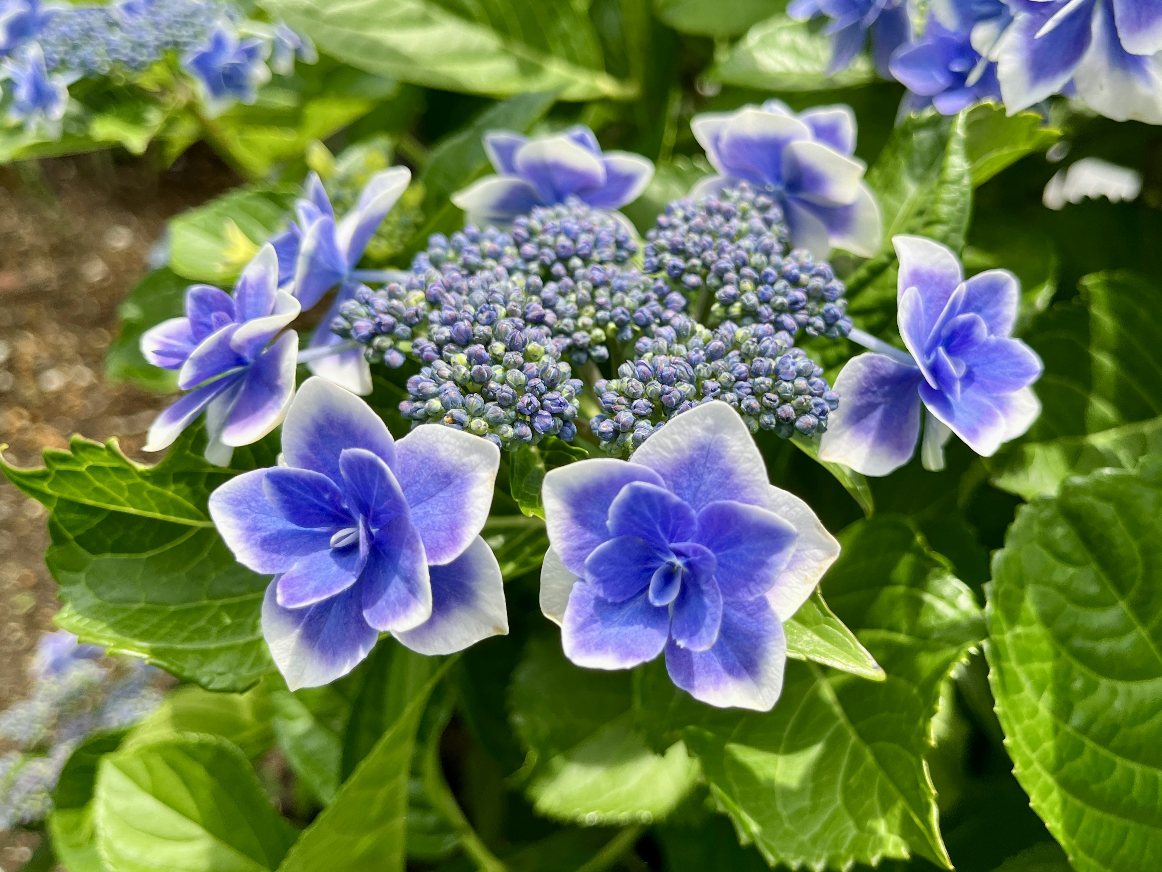 Gros plan de fleurs d'hortensia bleues avec des feuilles vertes