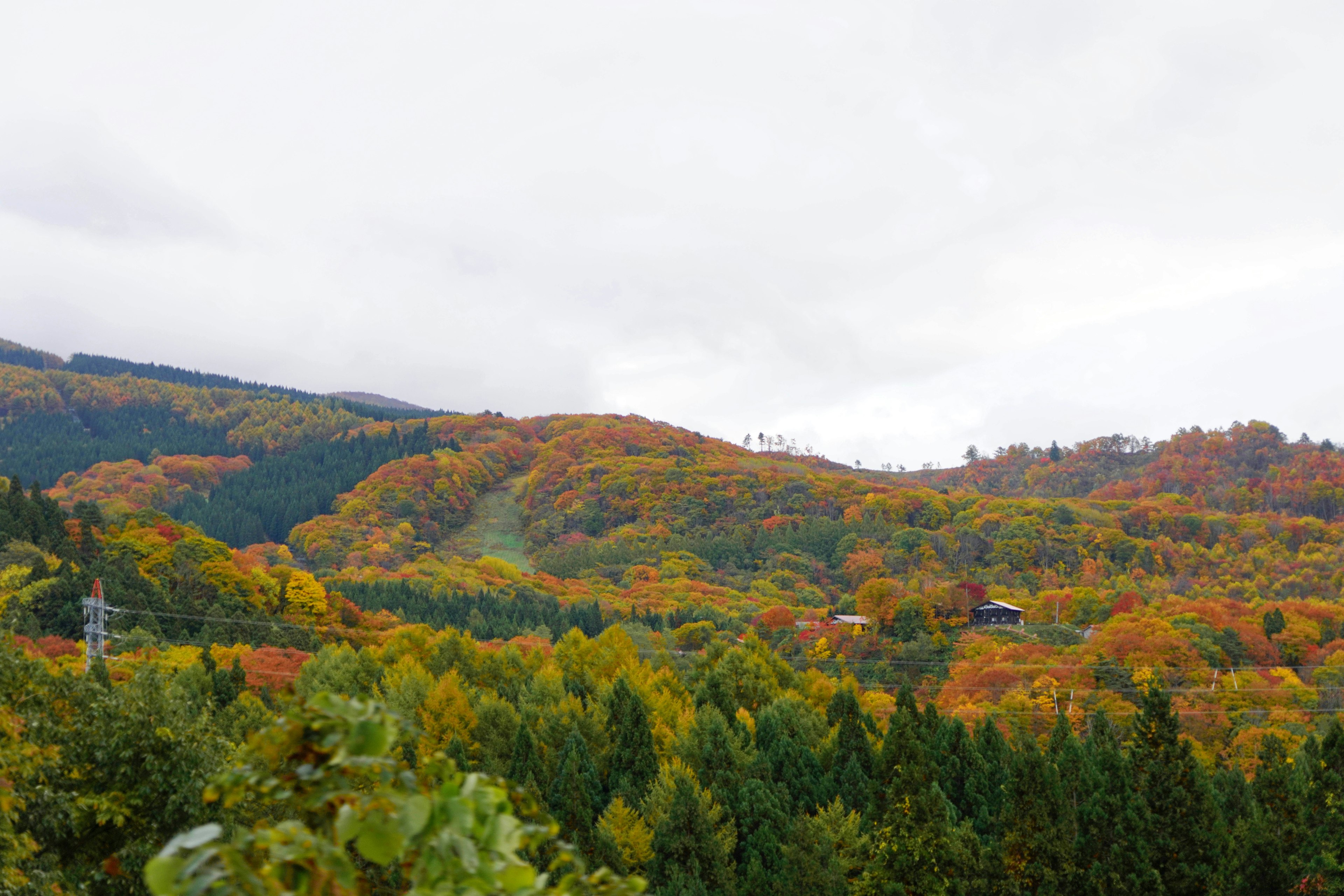 秋天五彩斑斓的树木在山丘上的风景