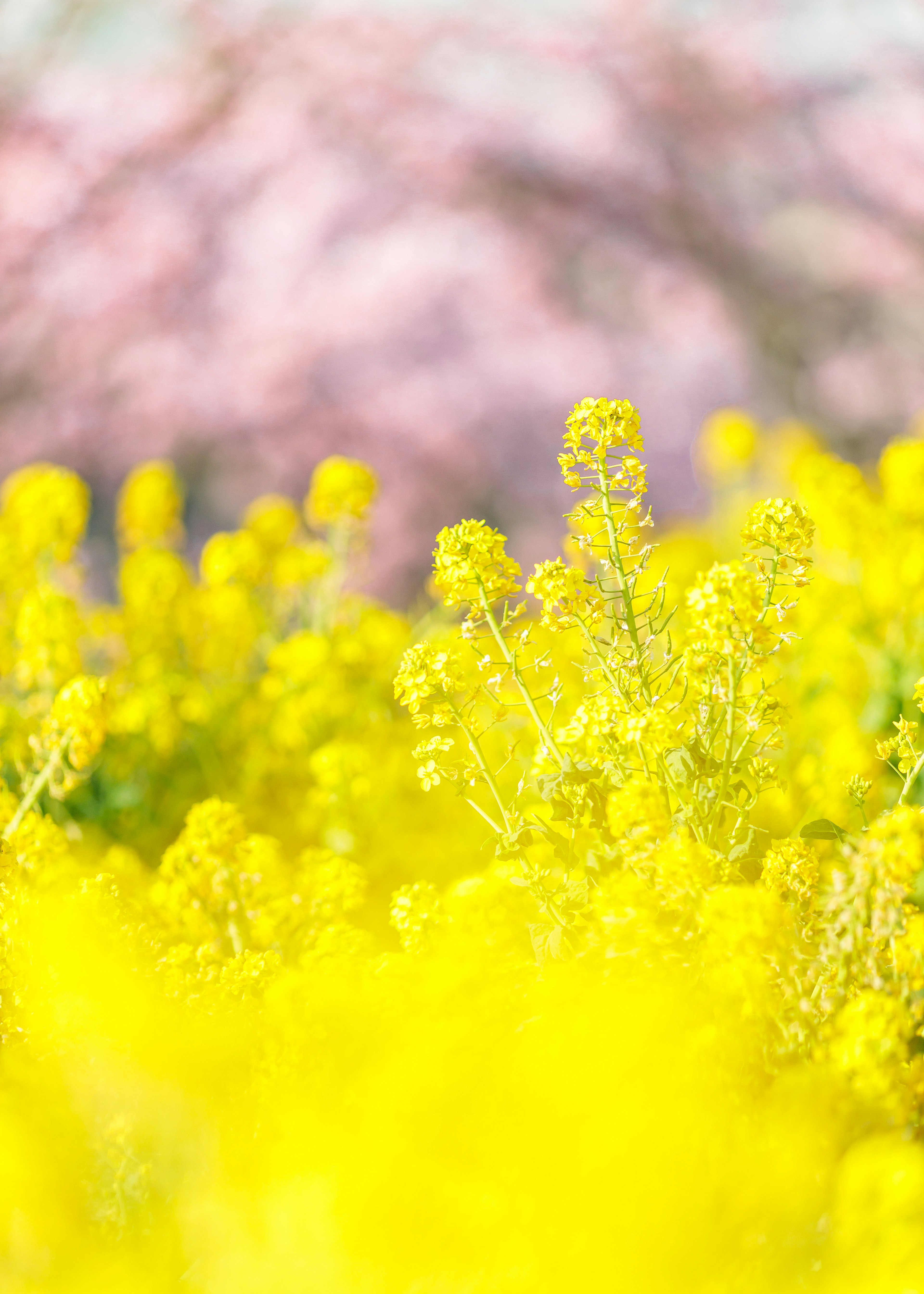 Vordergrund mit lebhaften gelben Blumen und einem sanften rosa Blumenhintergrund