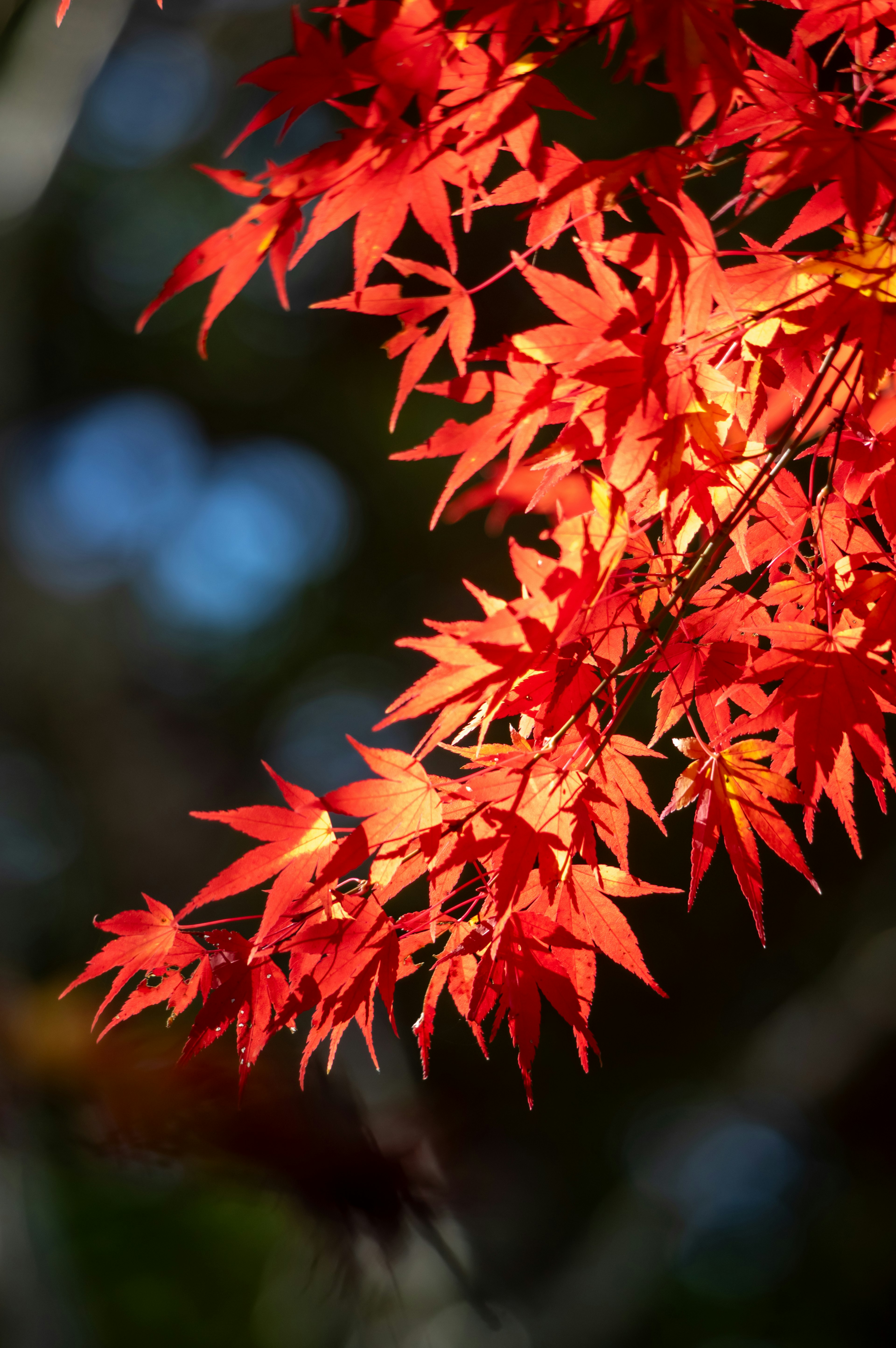 Vibrant red maple leaves glowing against a softly blurred blue background