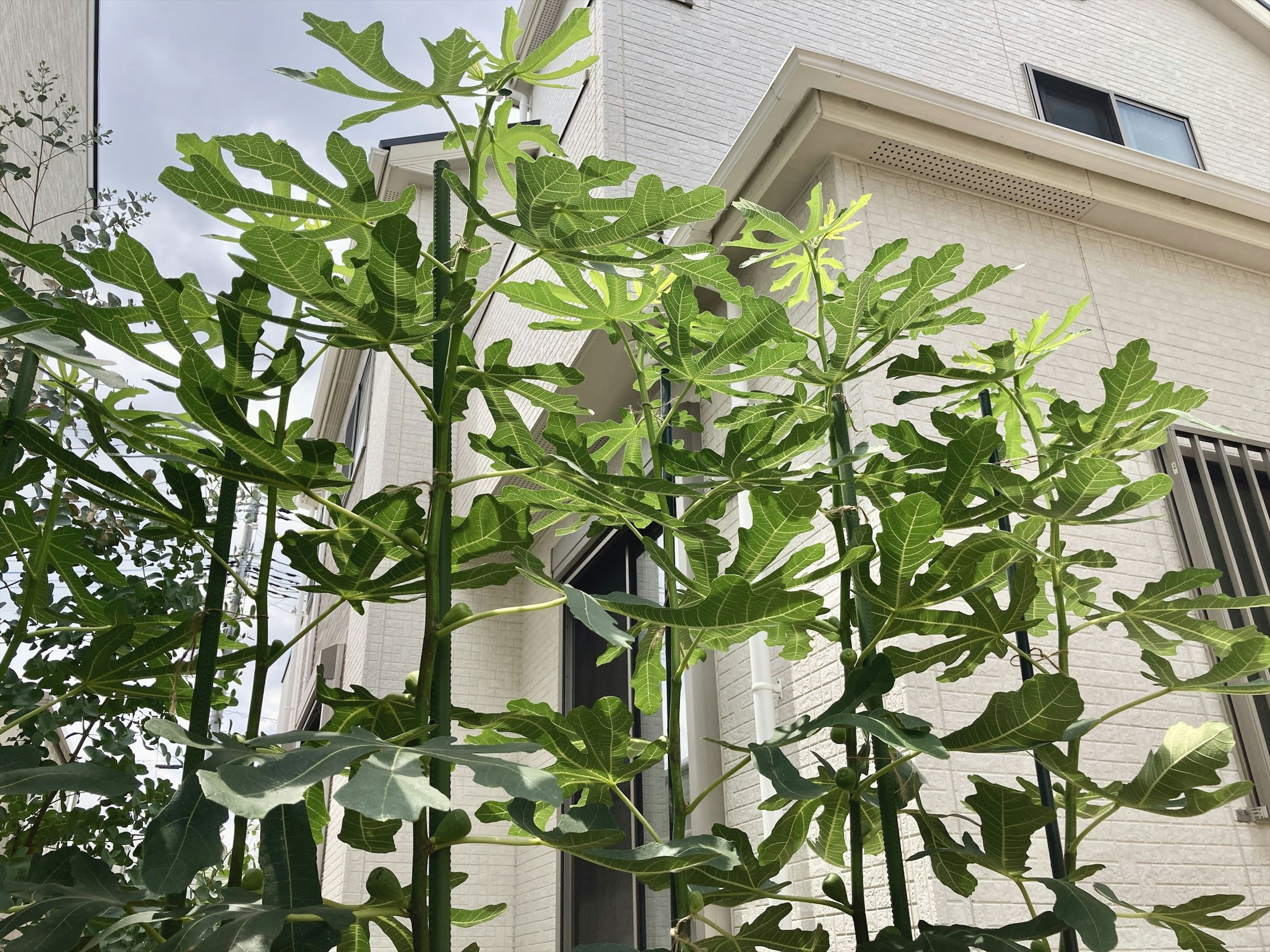 高いオクラの植物と白い家の背景