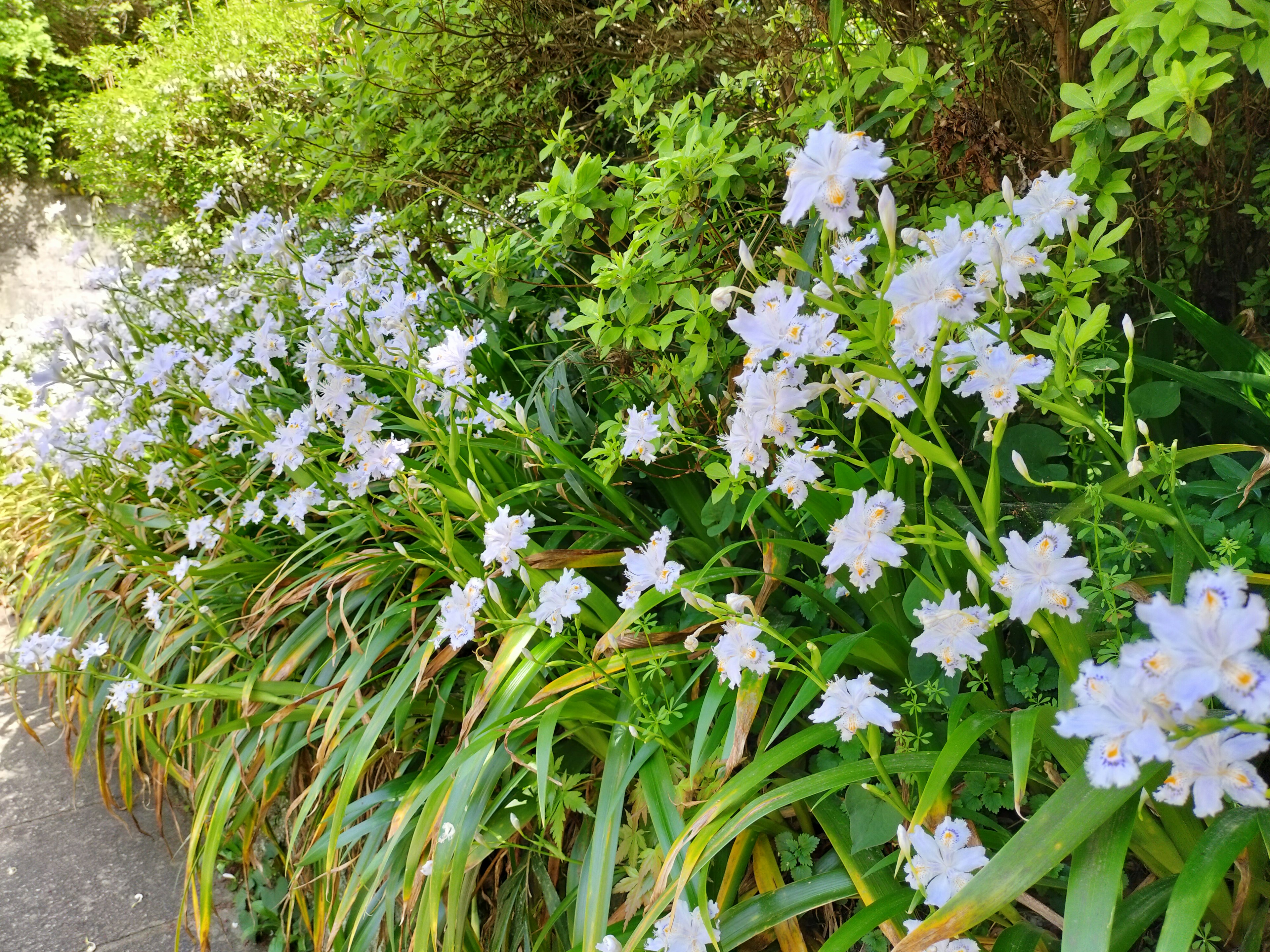 Un borde verde exuberante lleno de flores azules claras