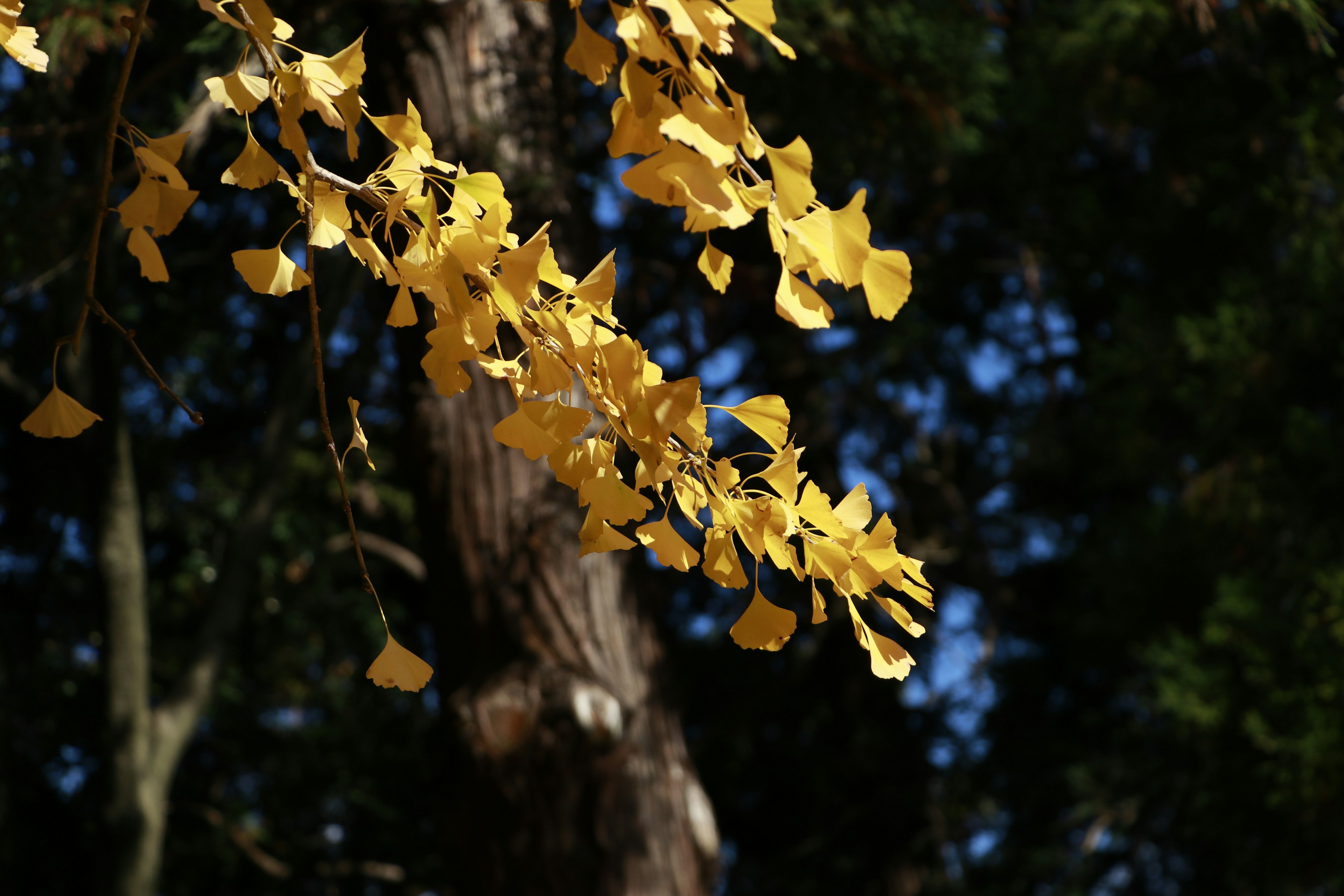 Branch with bright yellow leaves against a blue sky