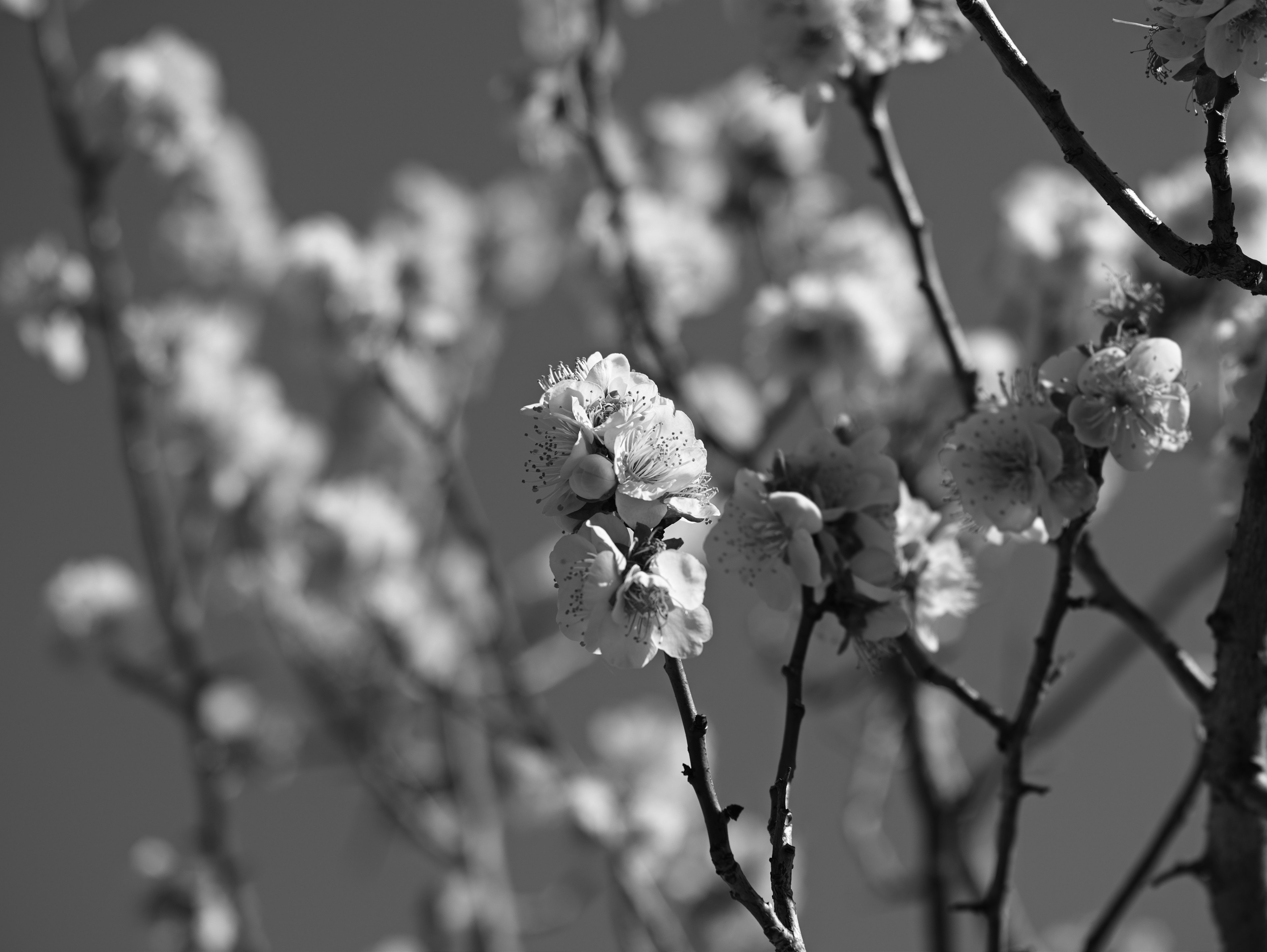 Close-up of a branch with blooming flowers in black and white