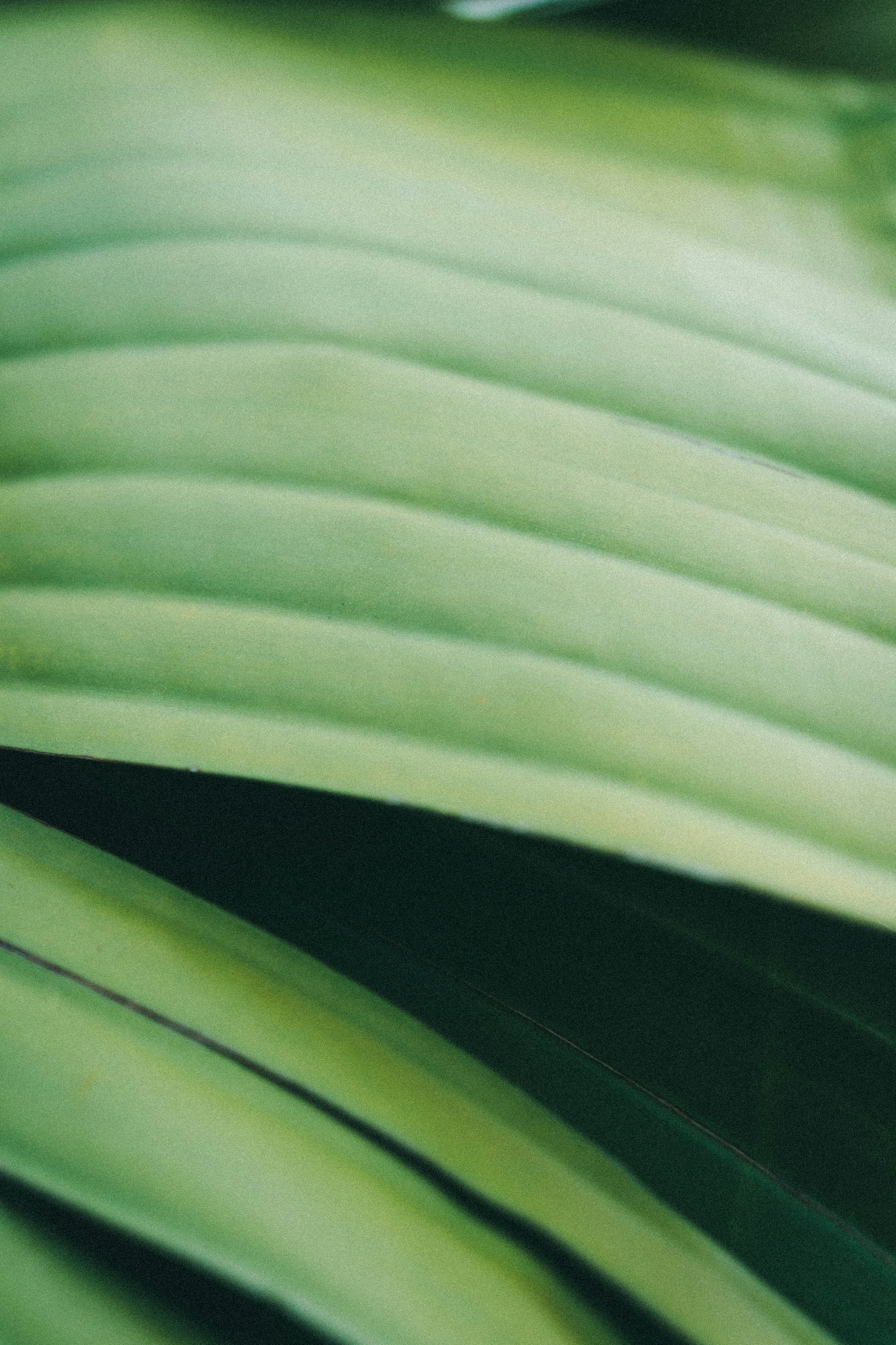 Primer plano de hojas verdes superpuestas