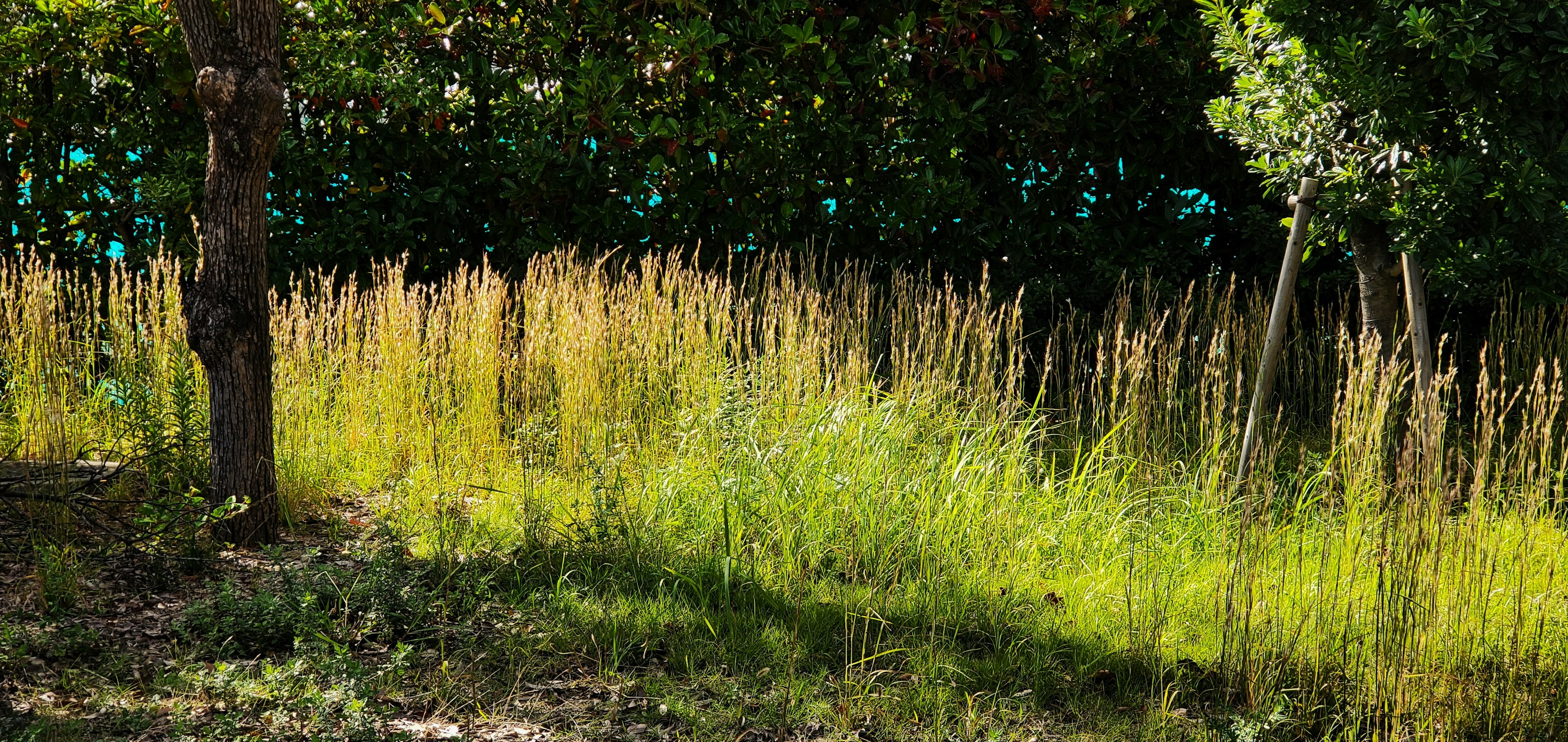 Erba lussureggiante e alberi con uno sfondo verde vibrante