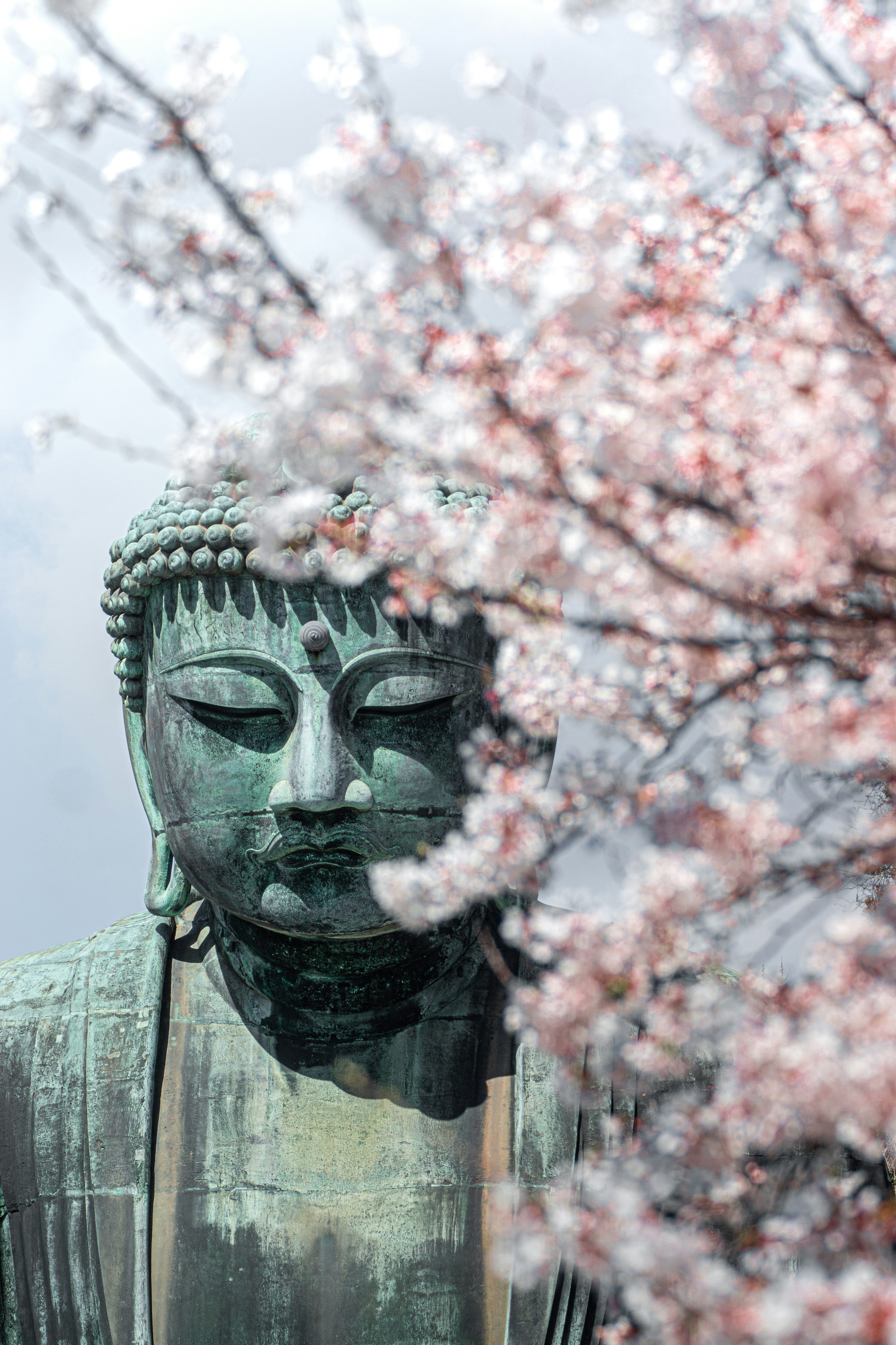 Gesicht einer Buddha-Statue, umrahmt von Kirschblüten