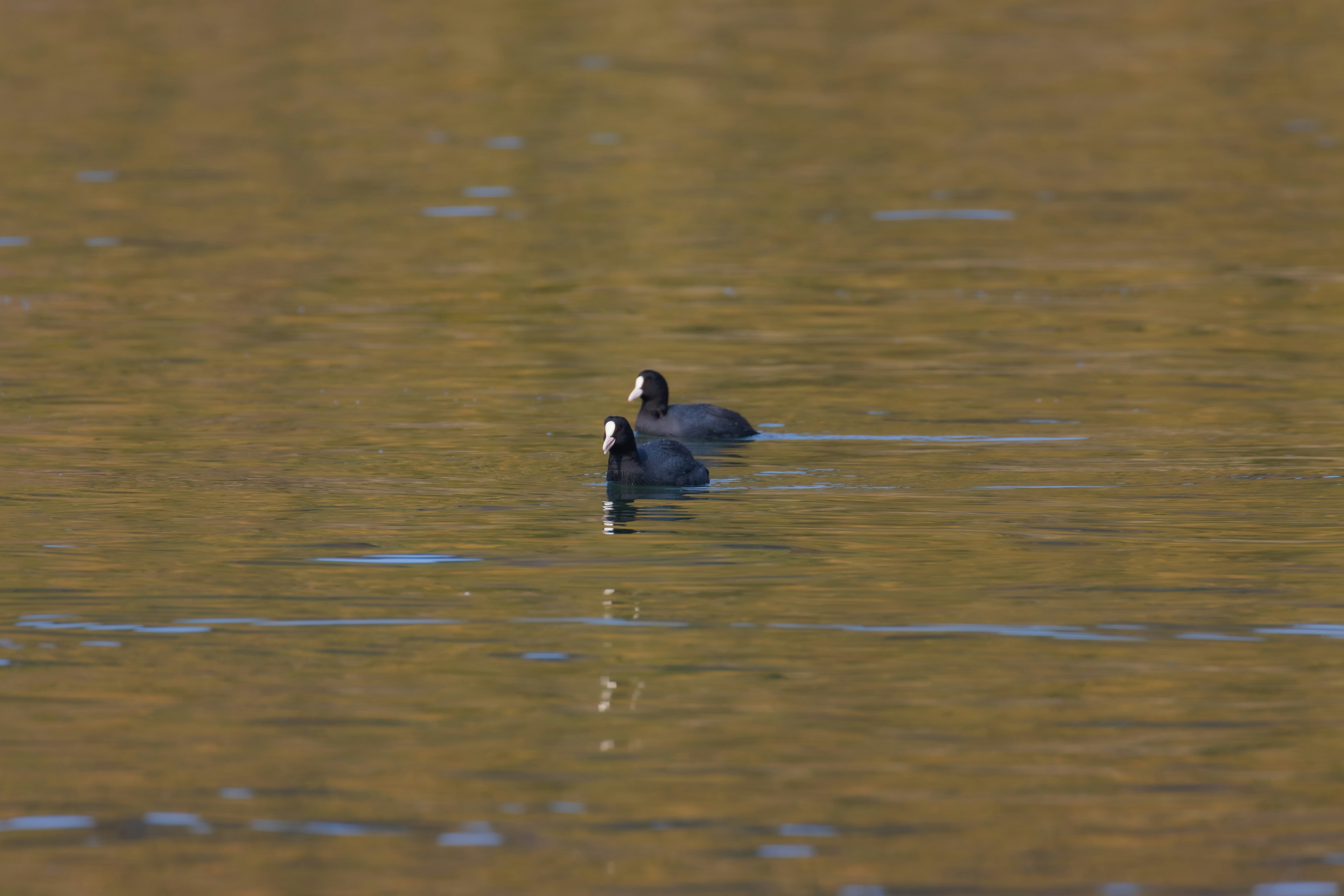 A black bird floating on the water surface in a natural setting