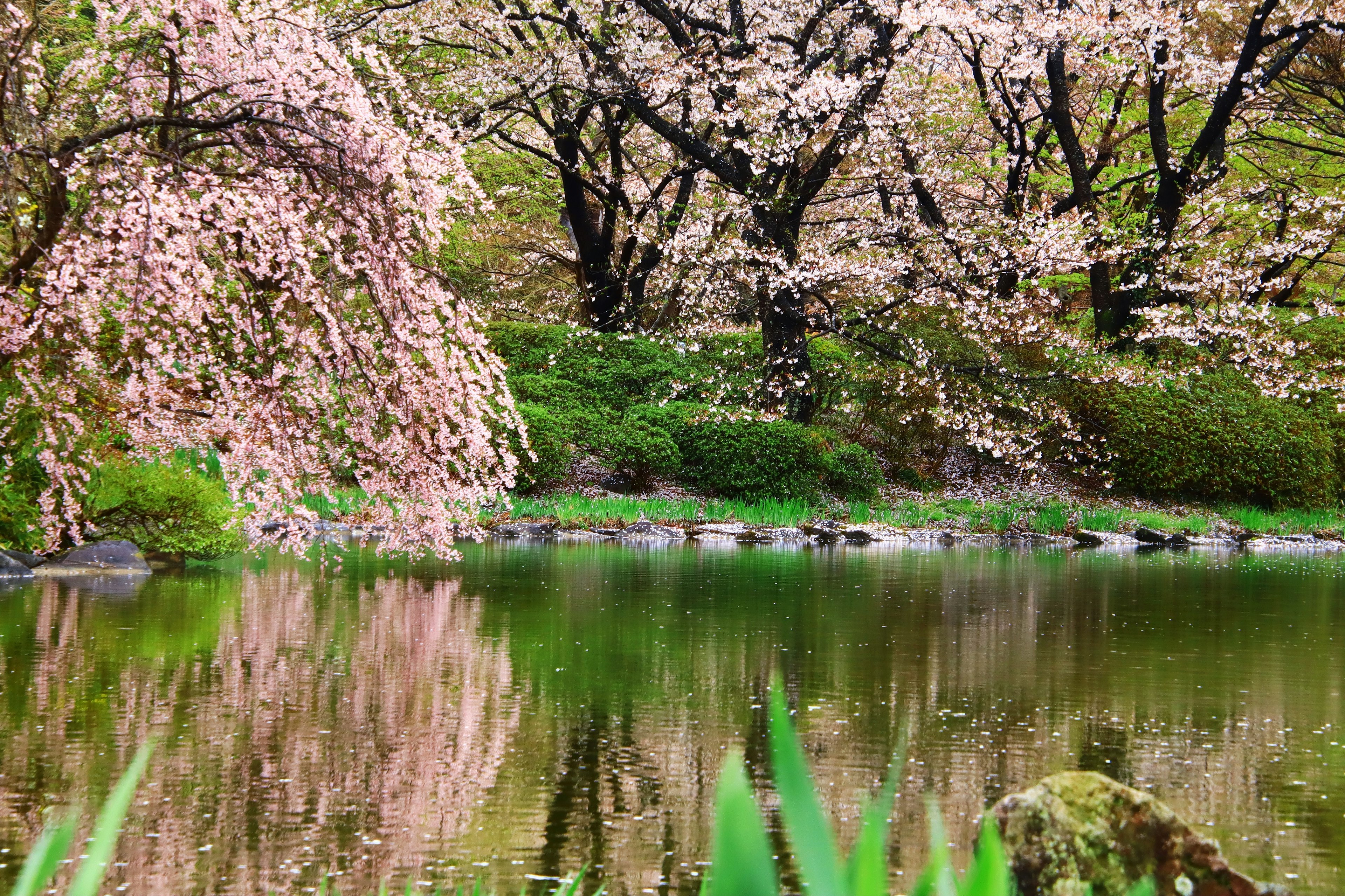 Pemandangan indah kolam dikelilingi bunga sakura hijau yang subur dan refleksi di air