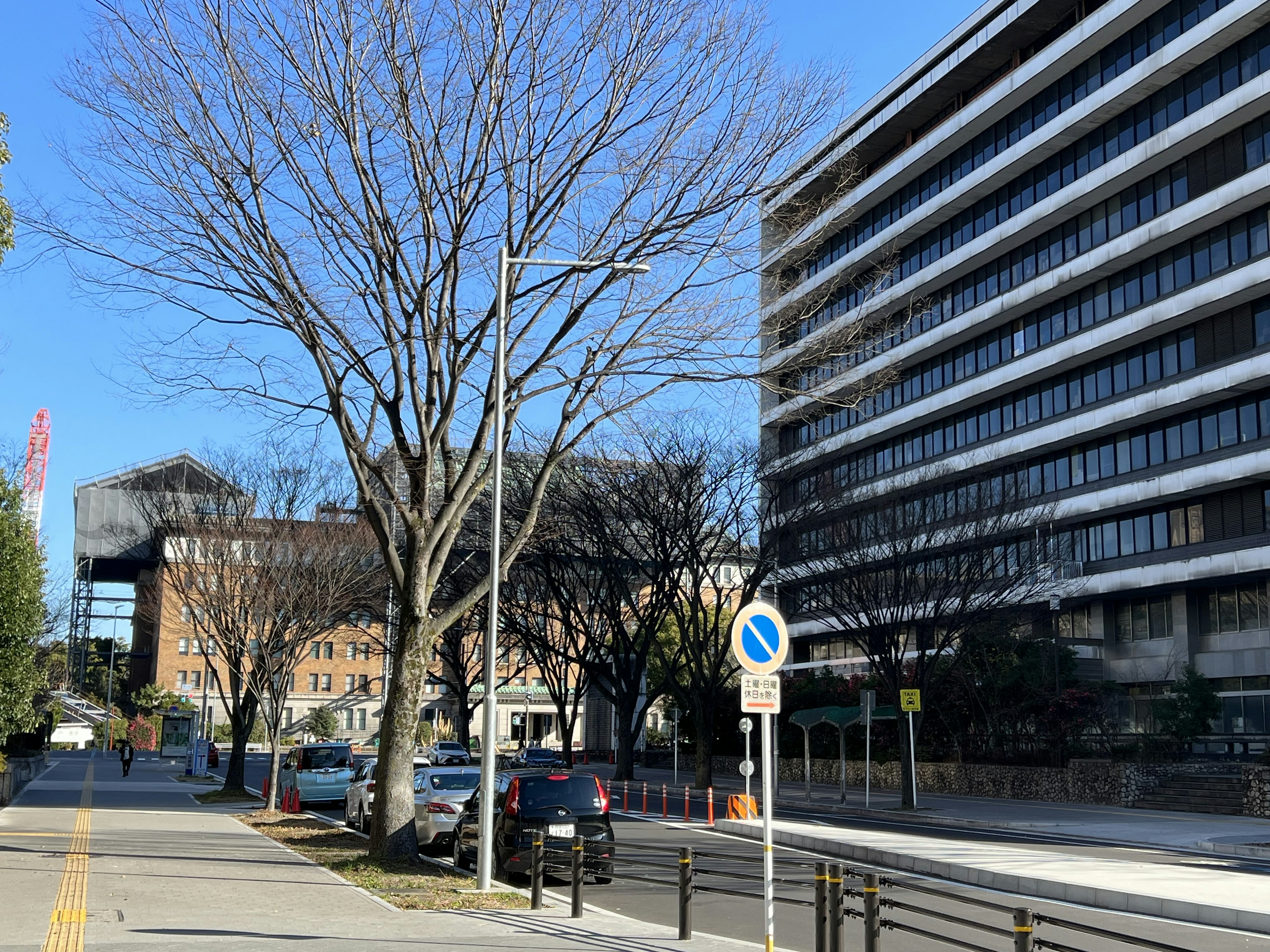 Urban landscape featuring a bare winter tree and a modern building under a clear blue sky