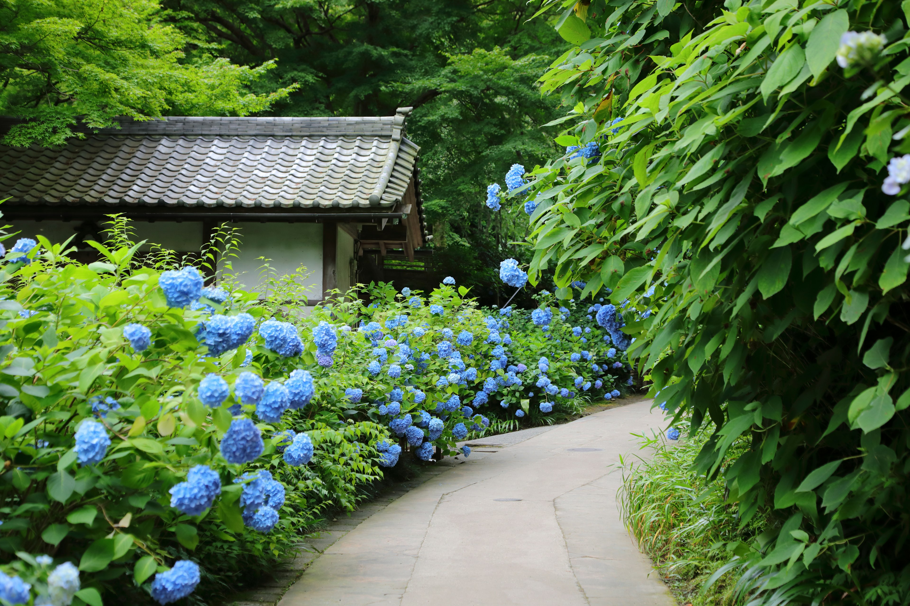 Pathway lined with blue hydrangeas and an old building