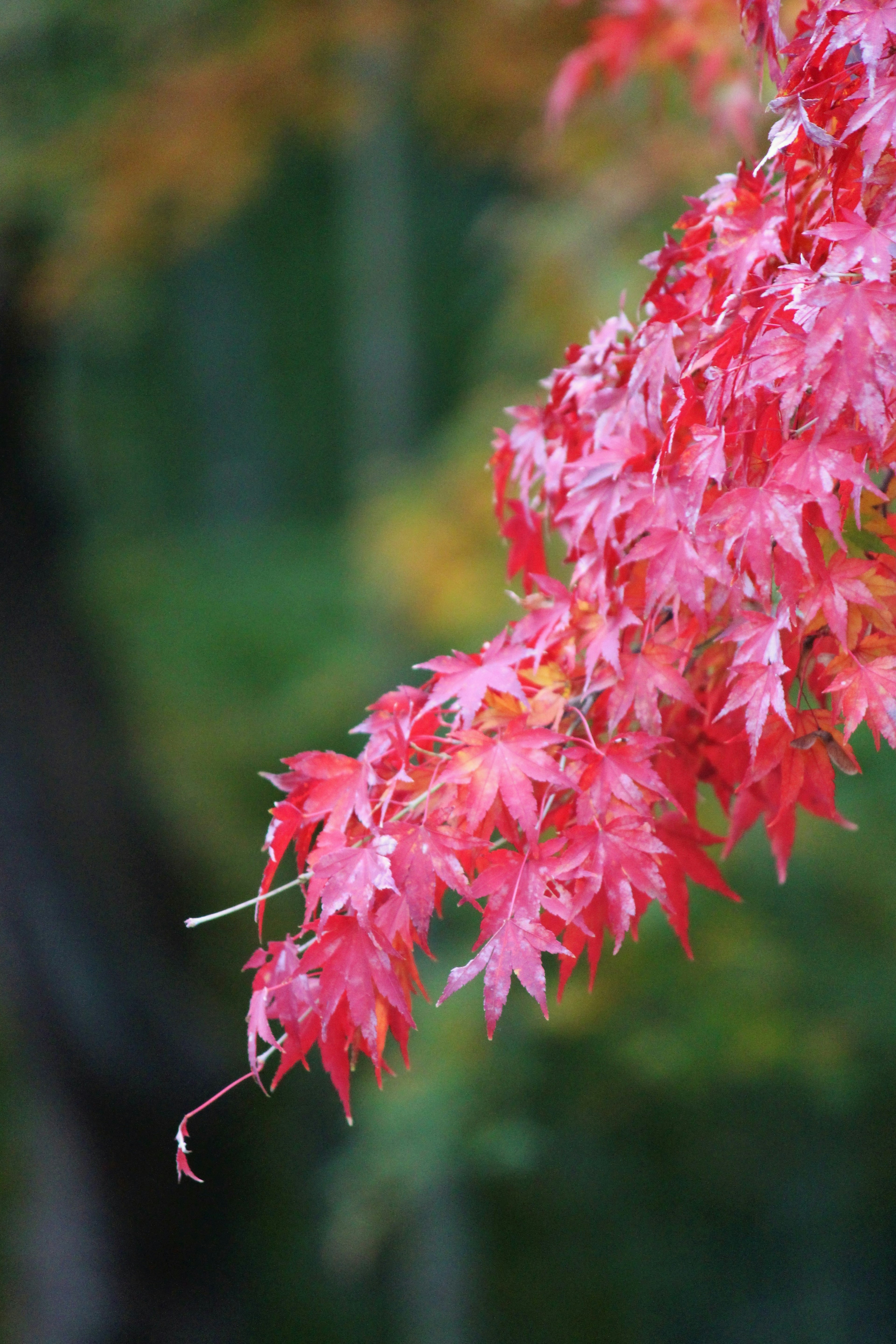 Maple leaves in vibrant red against a blurred green background